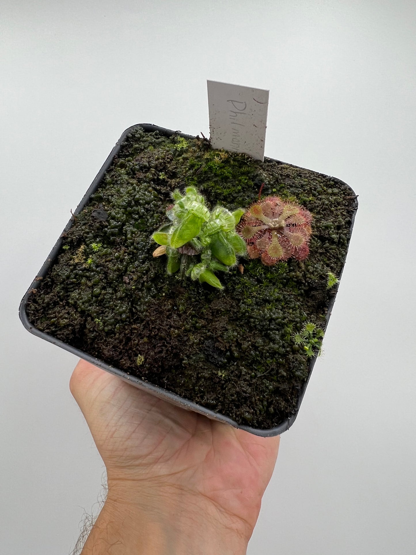 Cephalotus follicularis “Phil Mann” x “Hummers Giant”