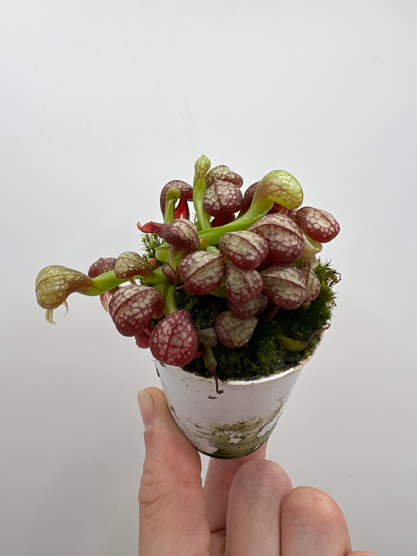 Darlingtonia californica (Cobra Pitcher Plant) - Seed Grown #165