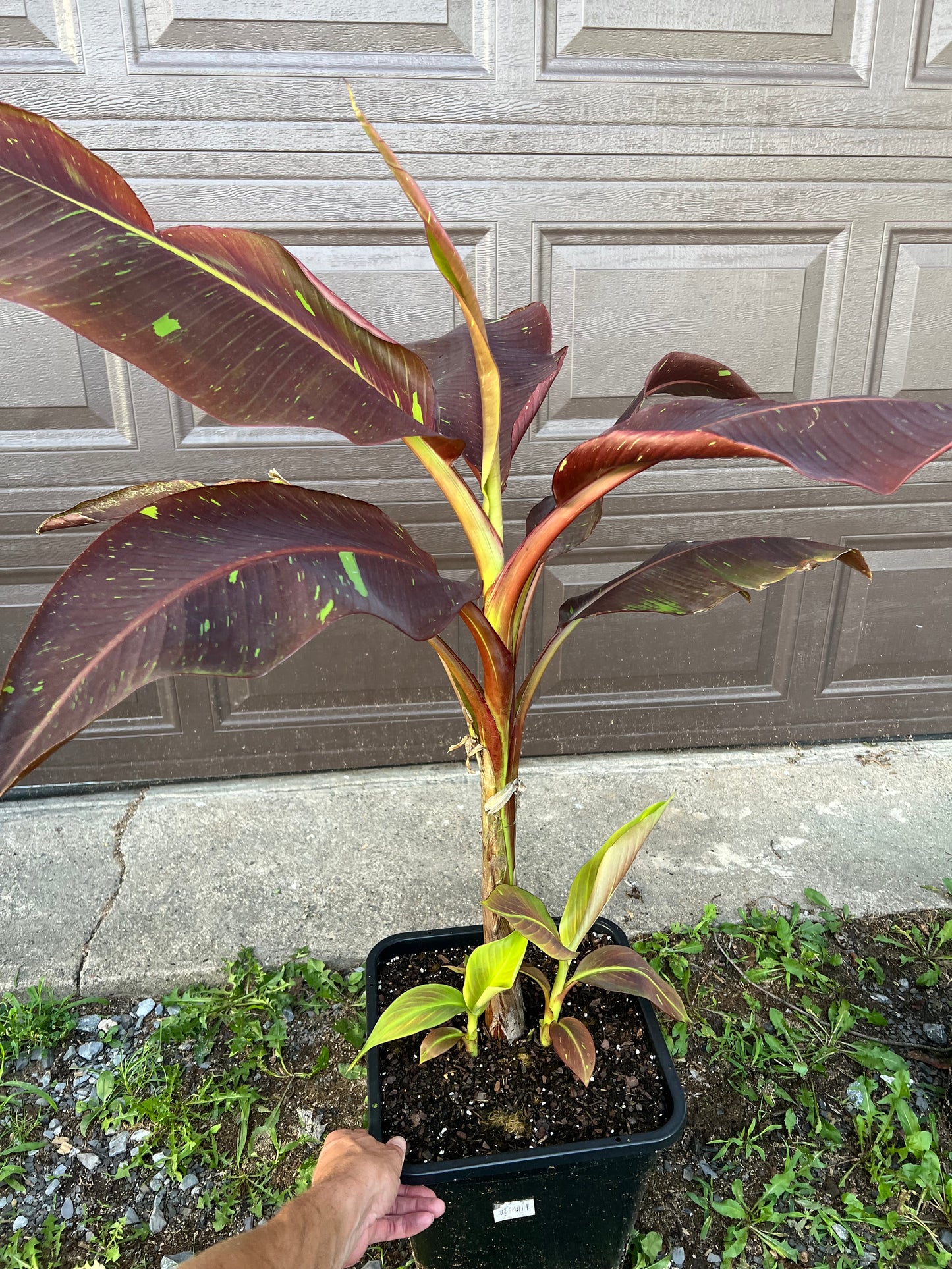 Musa ‘Siam Ruby’