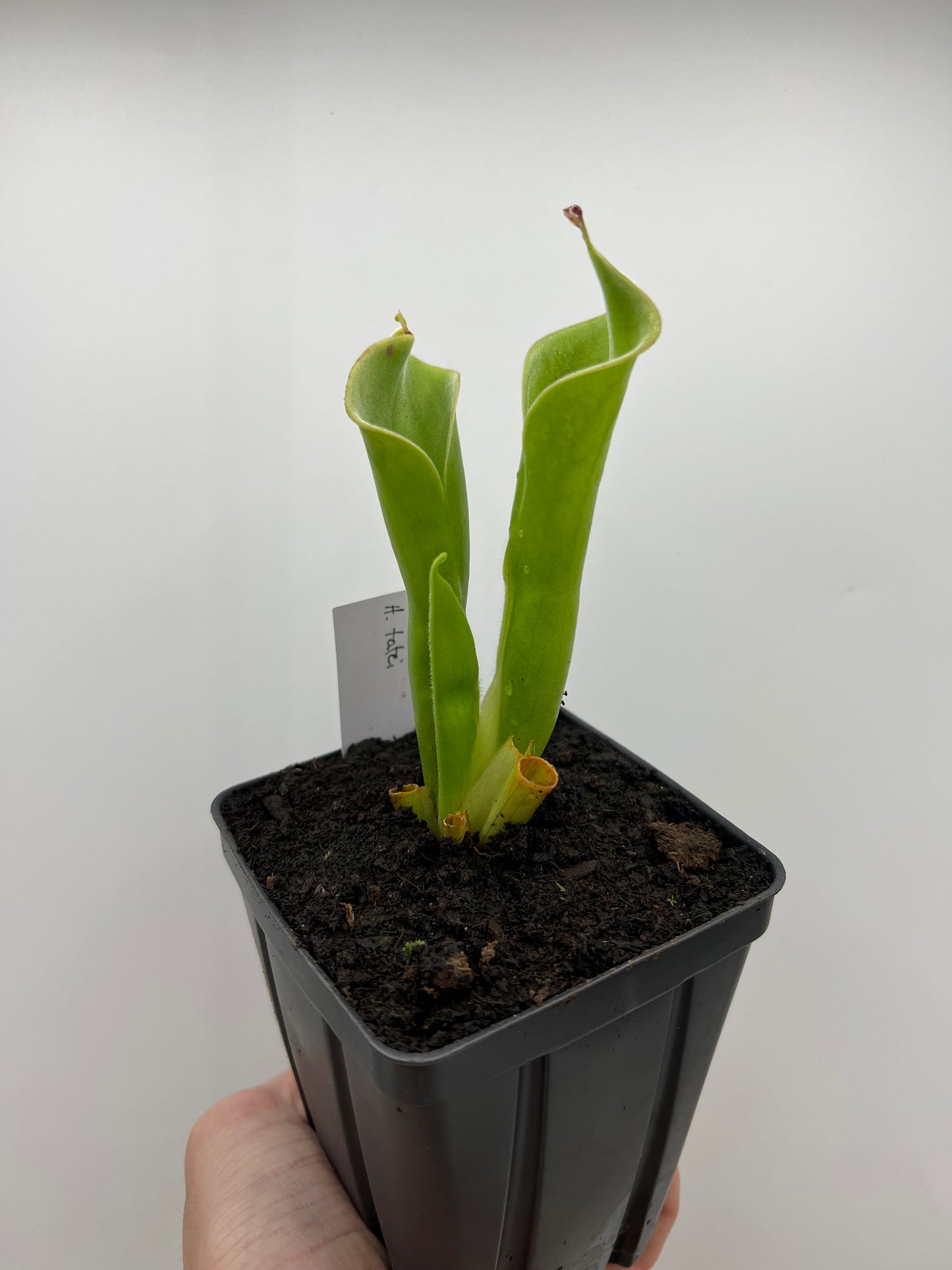 Heliamphora tatei (Cerro Duida)