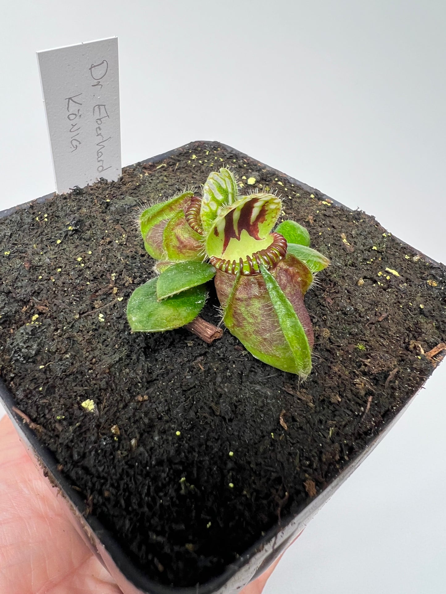 Cephalotus follicularis “Dr. Eberhard König”