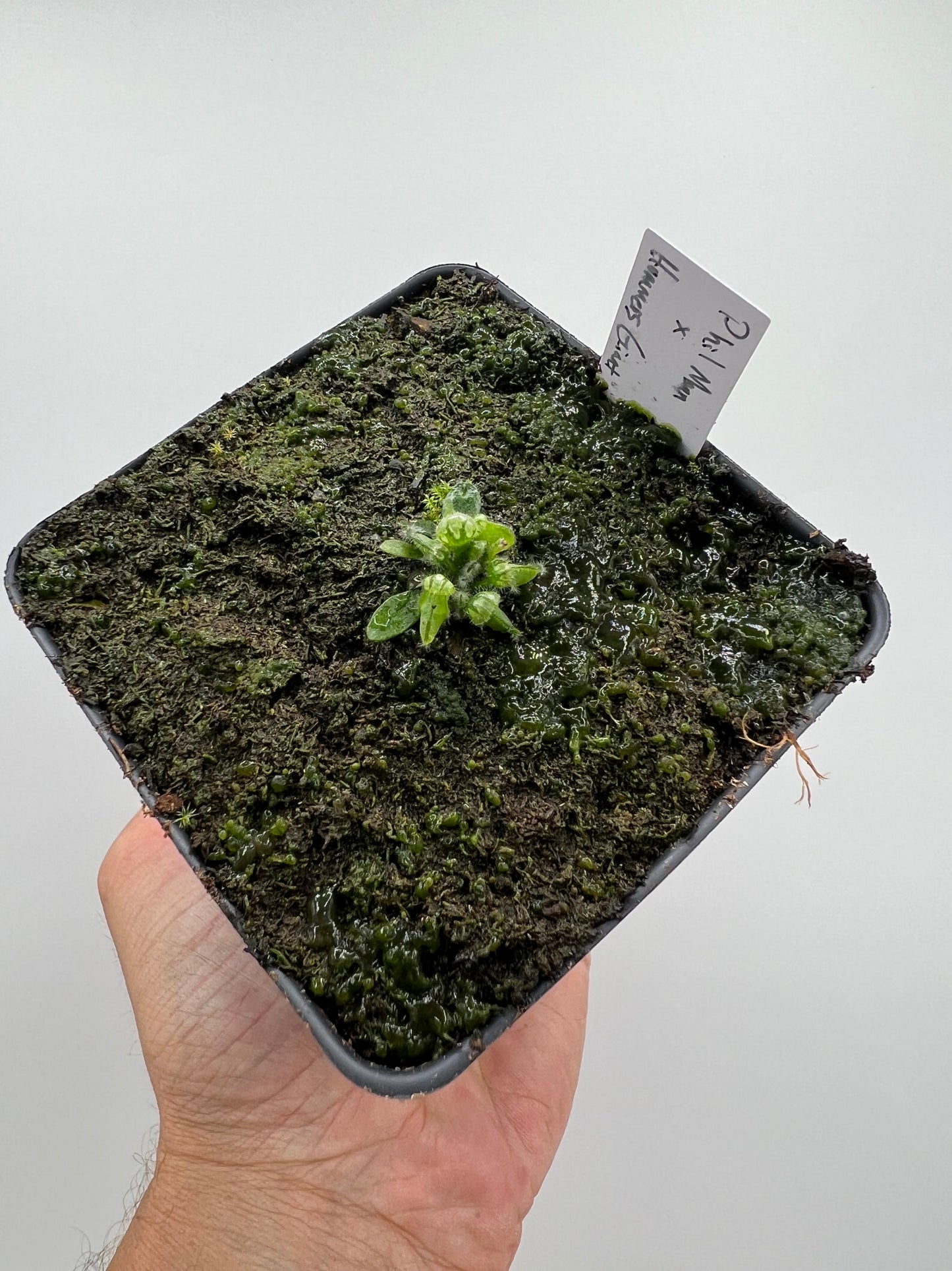 Cephalotus follicularis “Phil Mann” x “Hummers Giant”