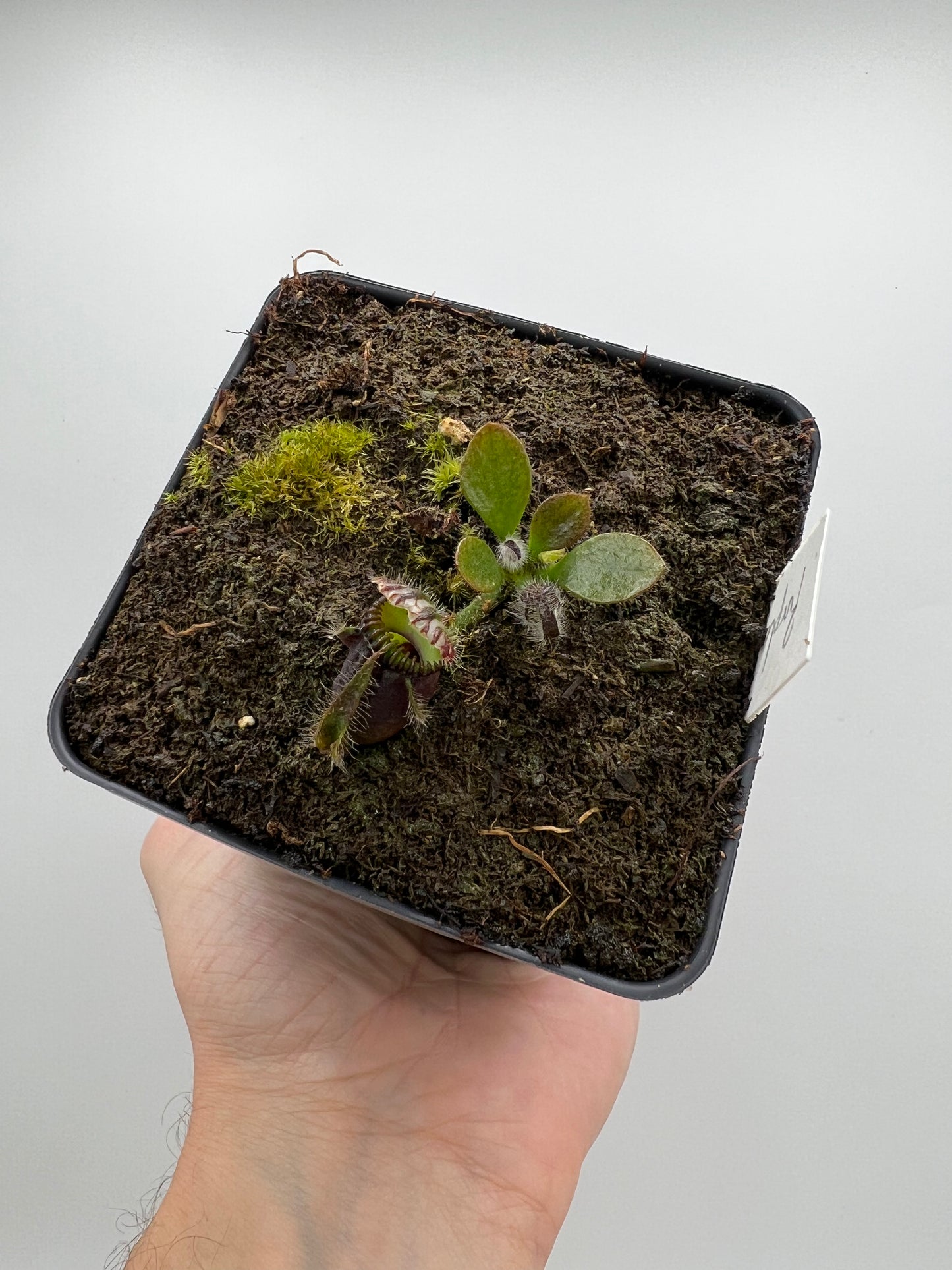 Cephalotus follicularis “Purple/Black” - Eric Smooth