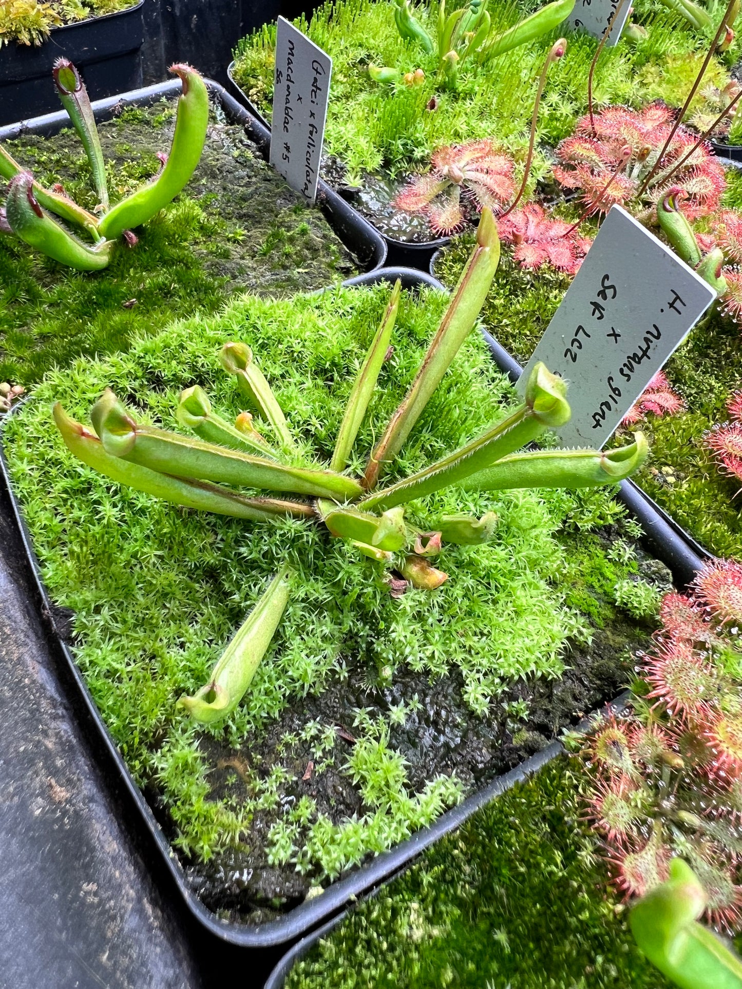 Heliamphora Nutans Giant x self (LC2 6.9.19)