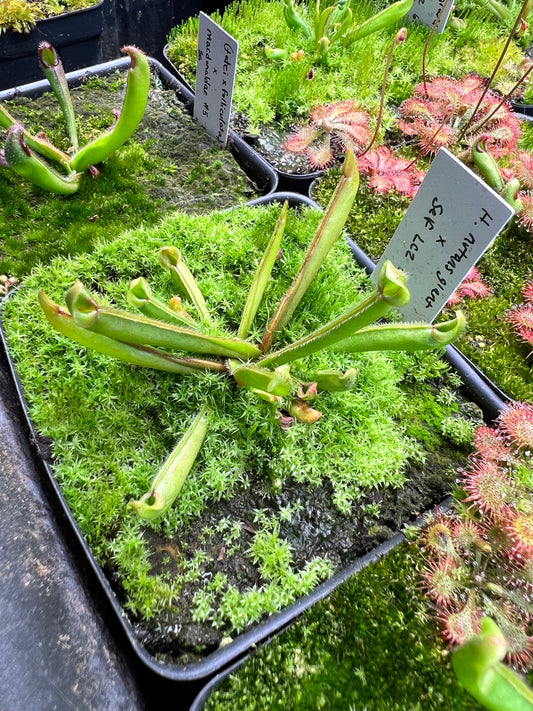 Heliamphora Nutans Giant x self (LC2 6.9.19)