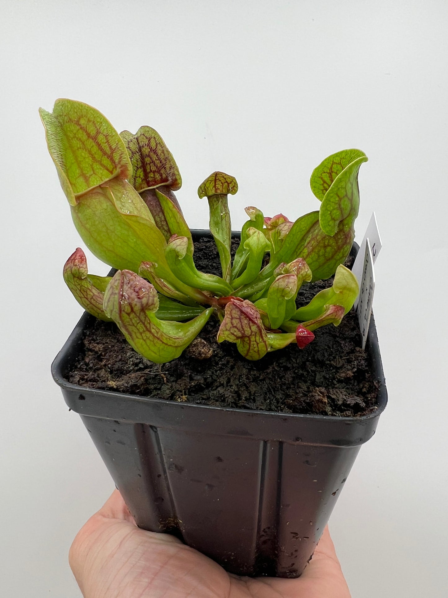 Sarracenia purpurea ssp. purpurea (Centre Co, PA) x (Ocean Co, NJ) - Seed Grown #20
