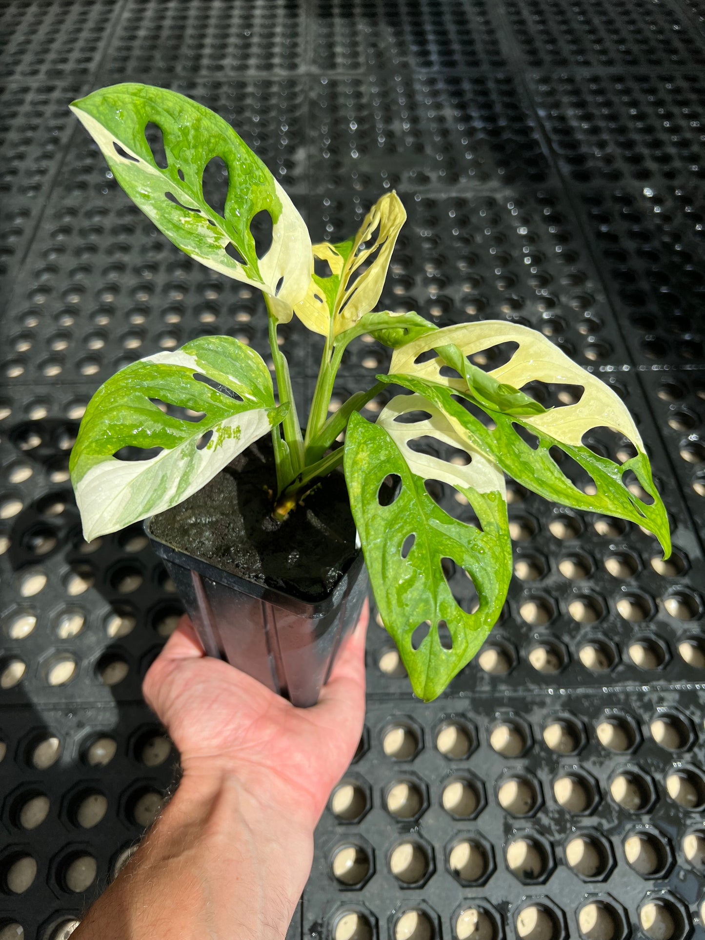 Monstera adansonii “Tricolor” LC