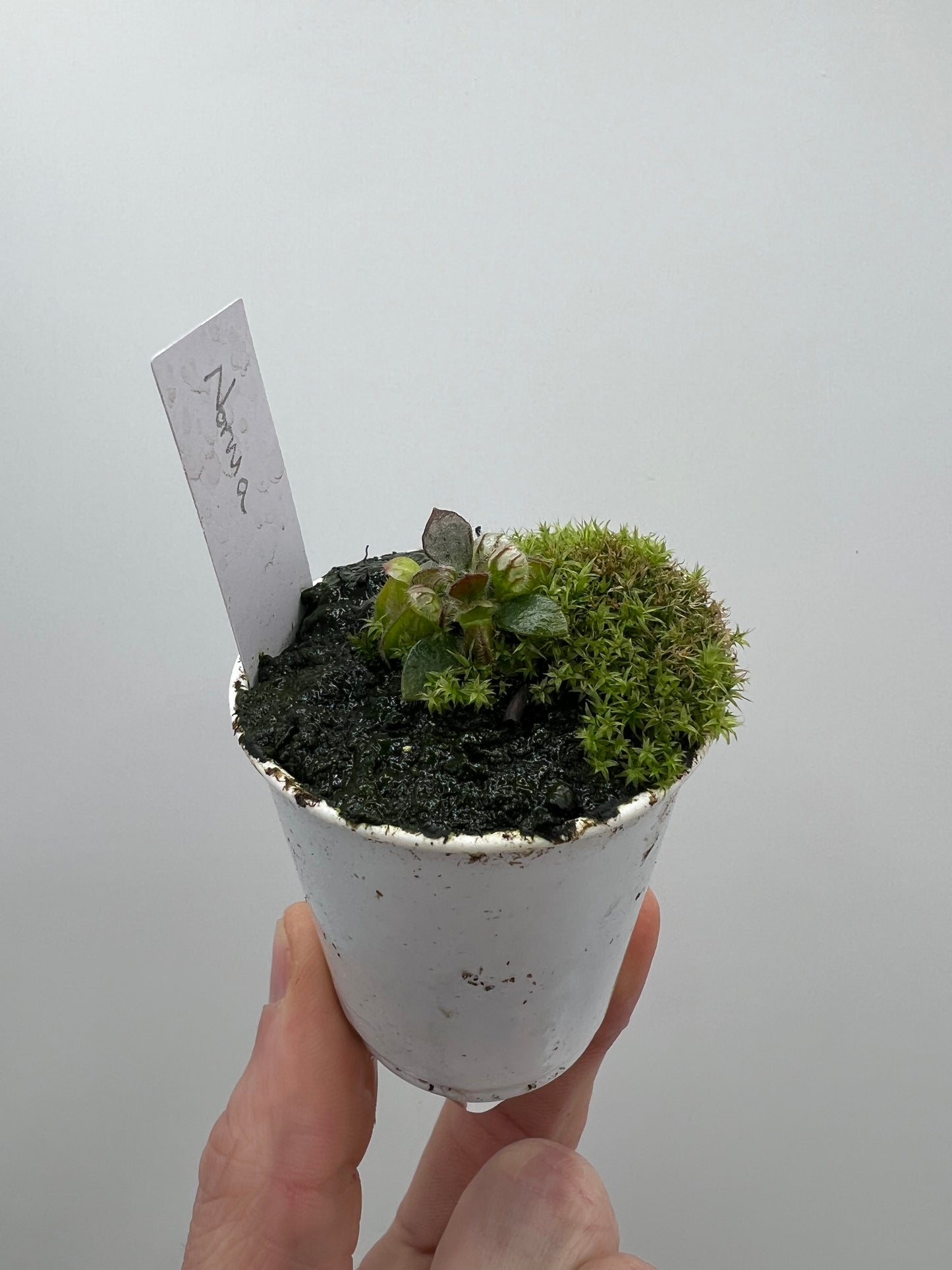 Cephalotus follicularis “Norma”