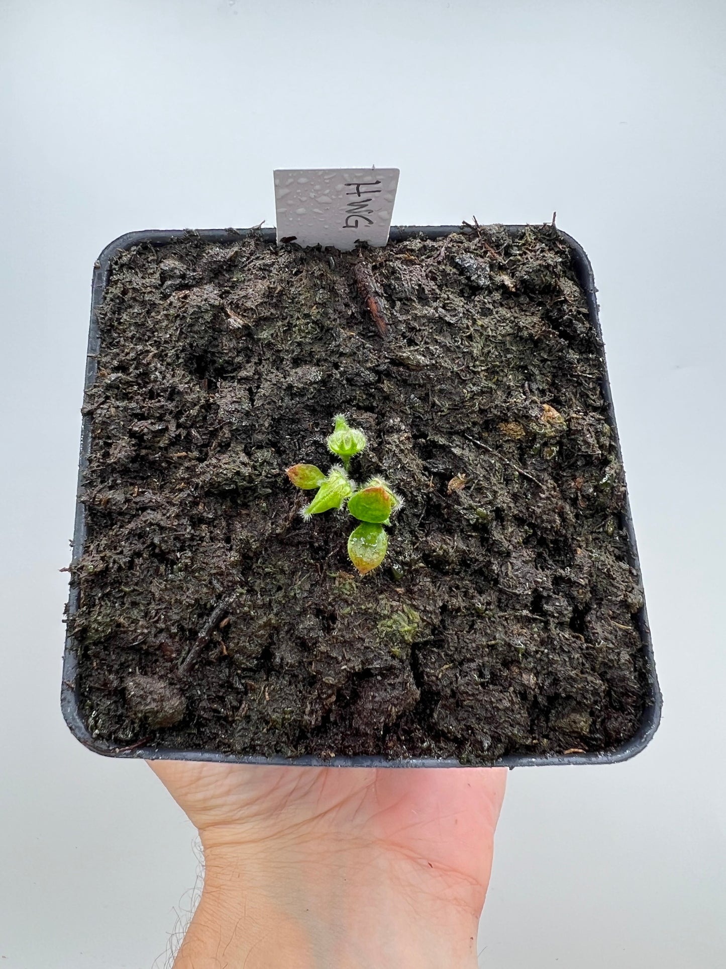 Cephalotus follicularis “Harald Weiner Giant” (aka True Giant)