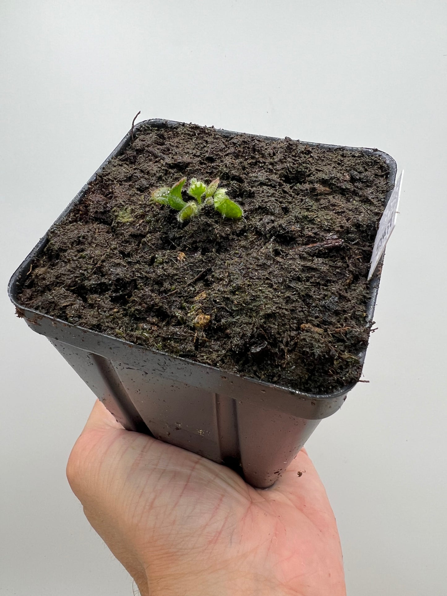 Cephalotus follicularis “Harald Weiner Giant” (aka True Giant)