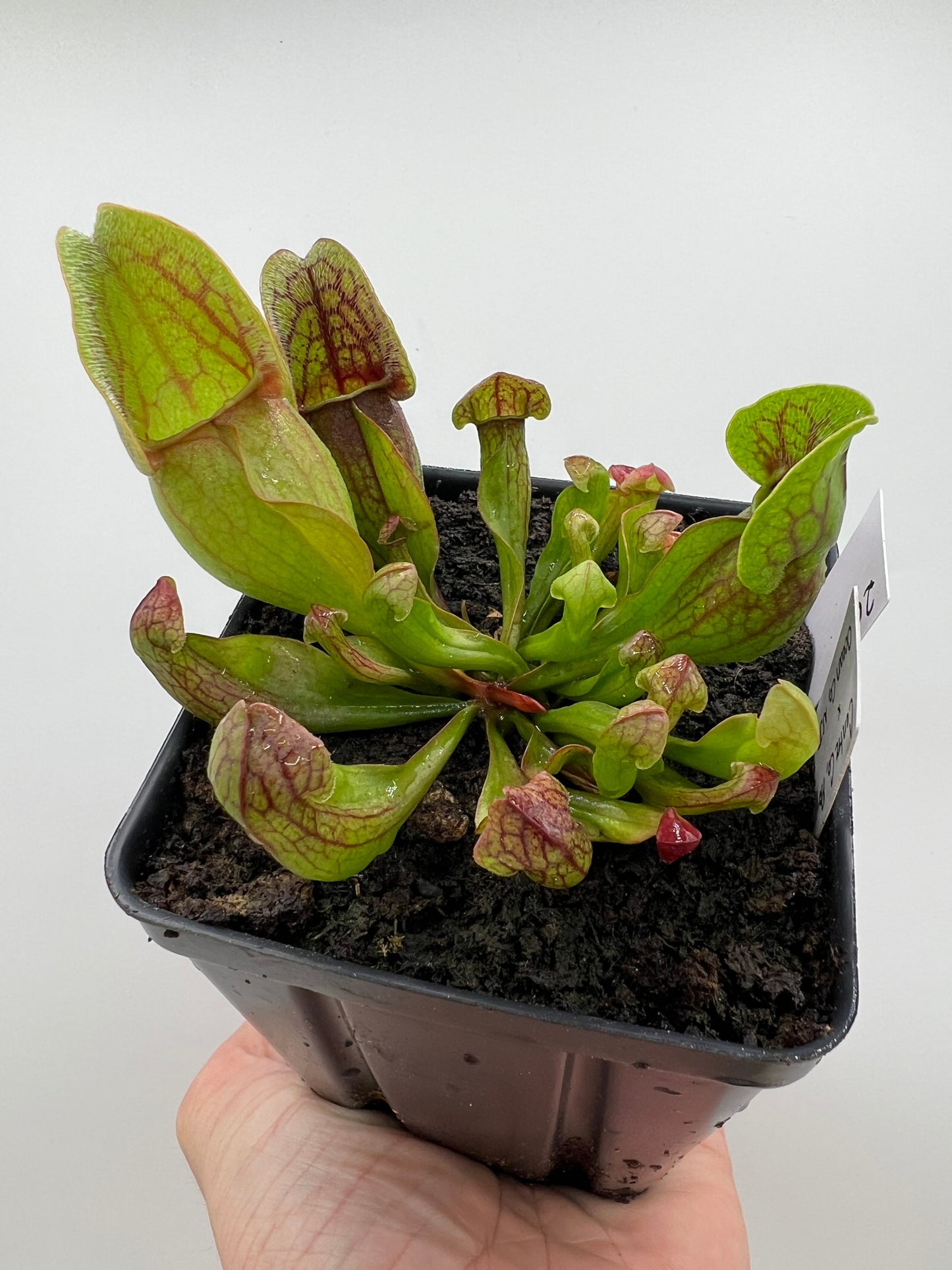 Sarracenia purpurea ssp. purpurea (Centre Co, PA) x (Ocean Co, NJ) - Seed Grown #20