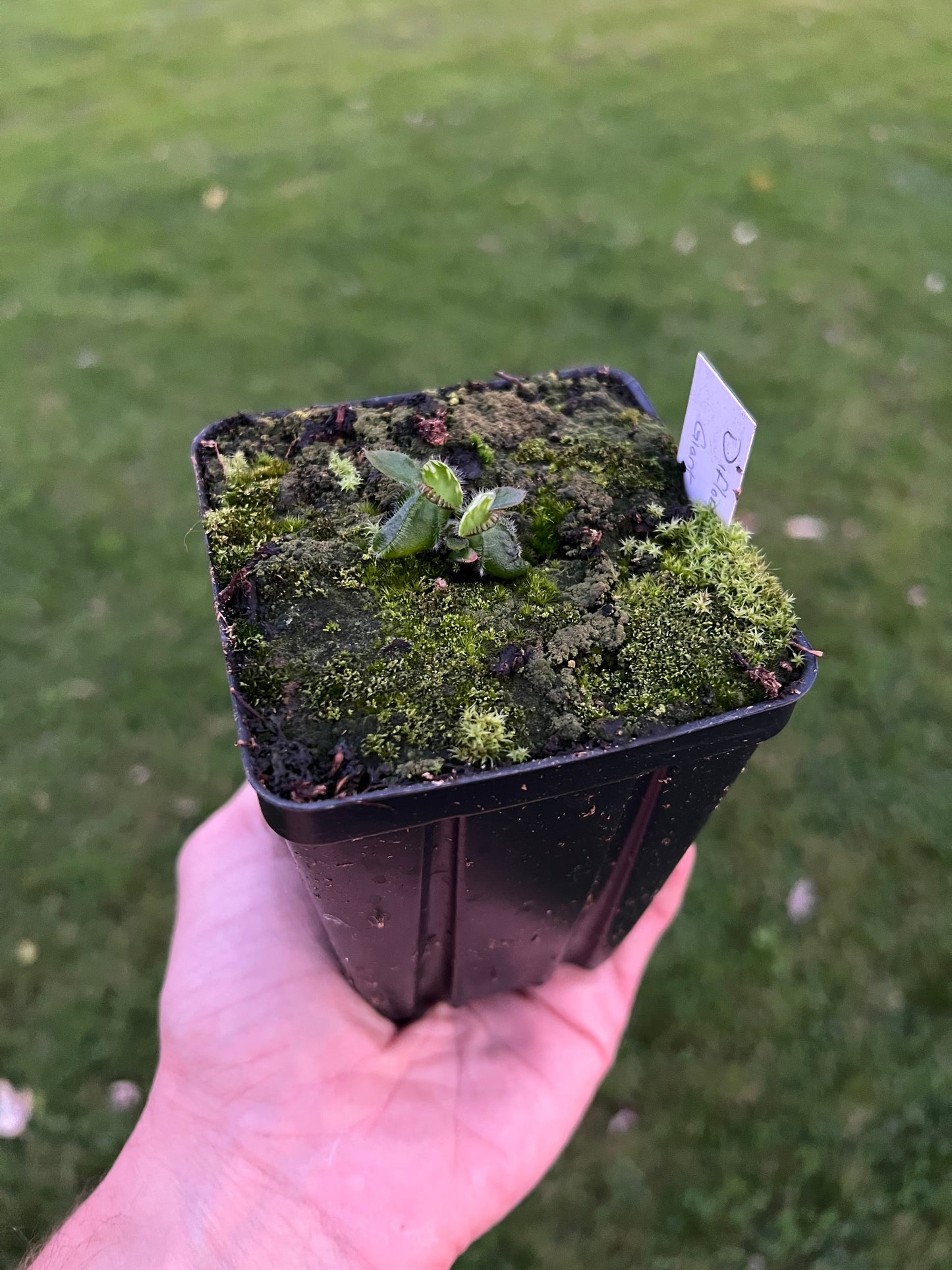 Cephalotus follicularis “Diflora giant”