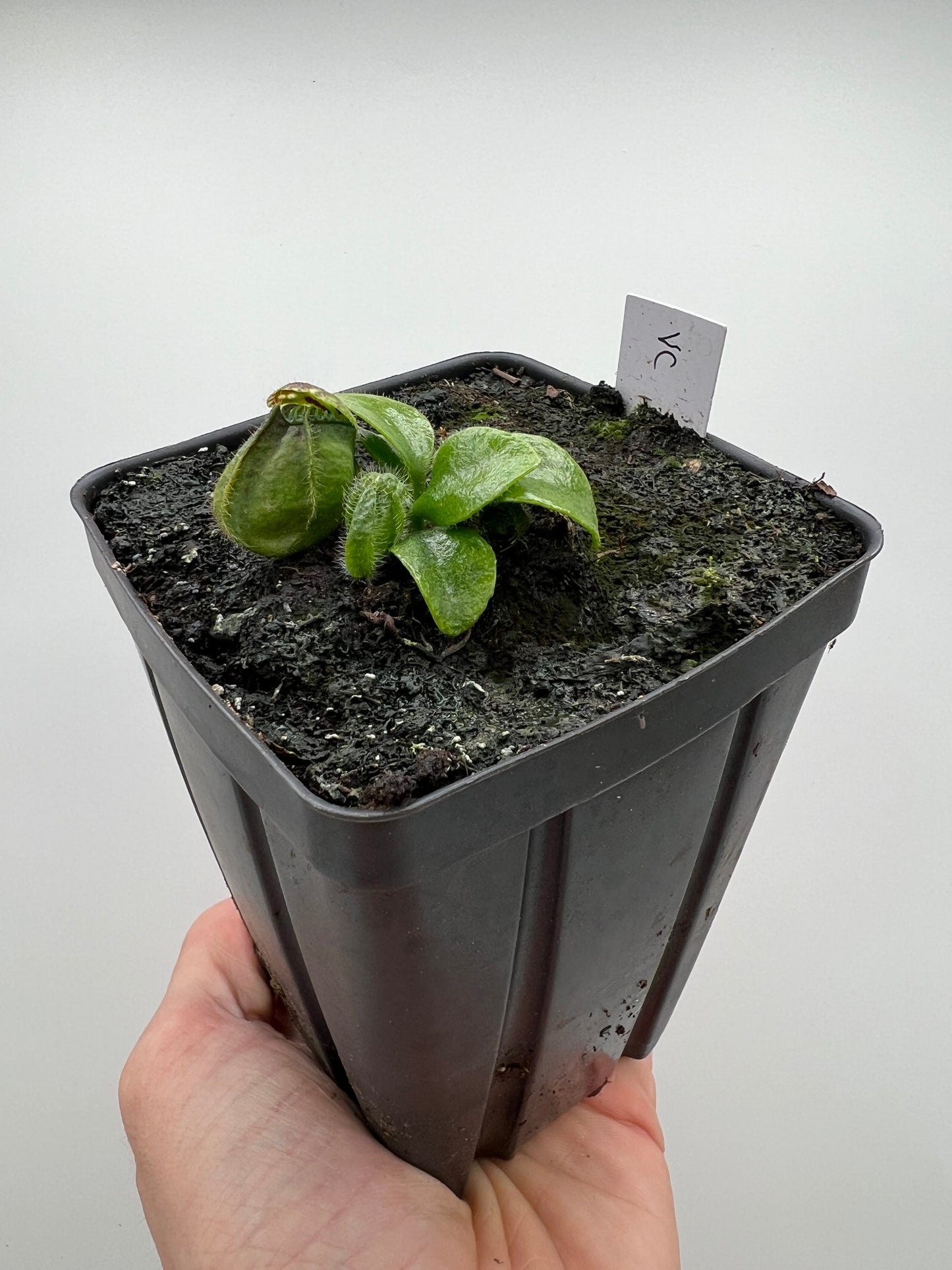 Cephalotus follicularis “Vigorous Clumping” - Stephen Morley