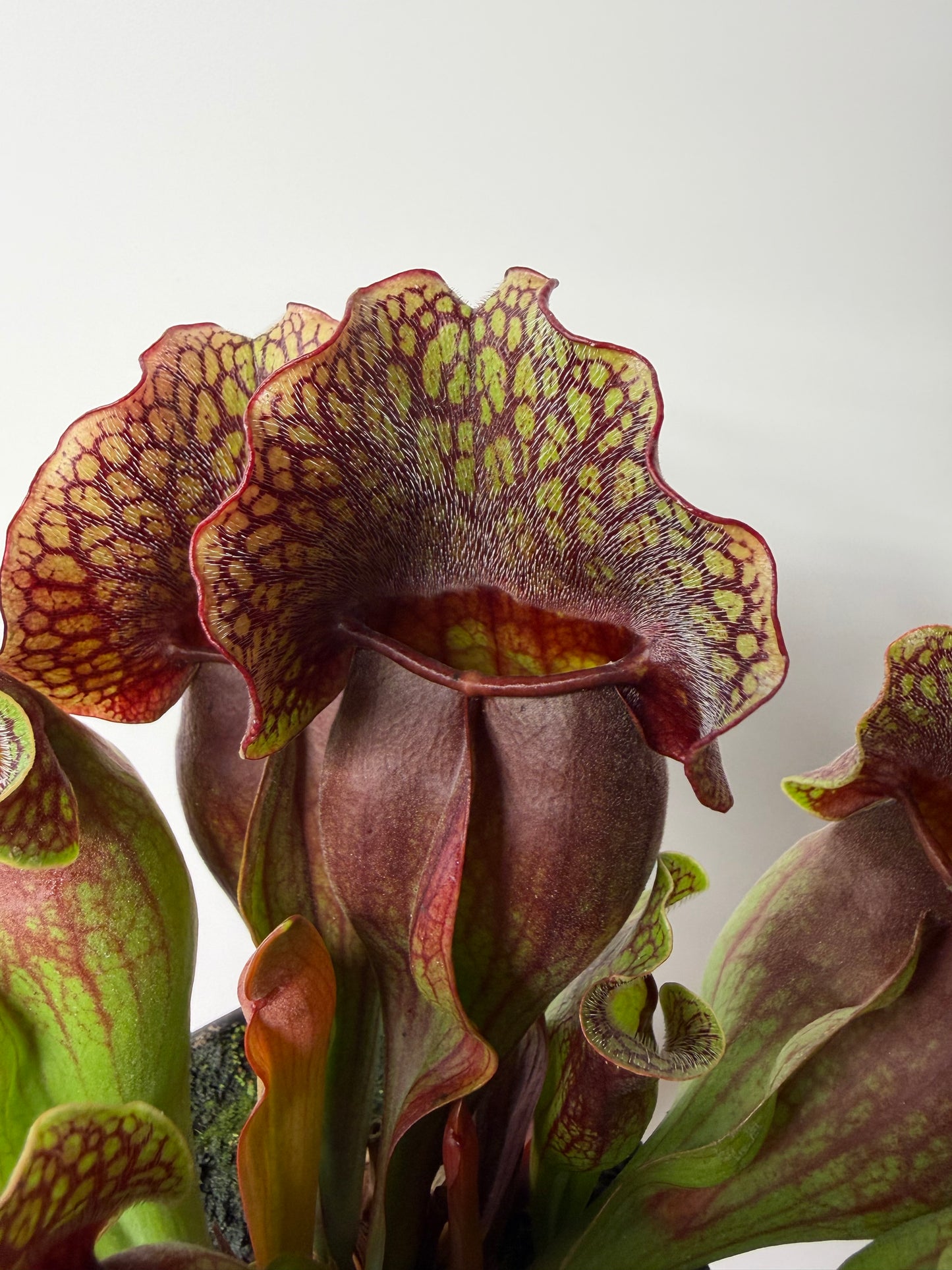 Sarracenia purpurea ssp. purpurea (Centre Co, PA) - XXL Seed Grown #120