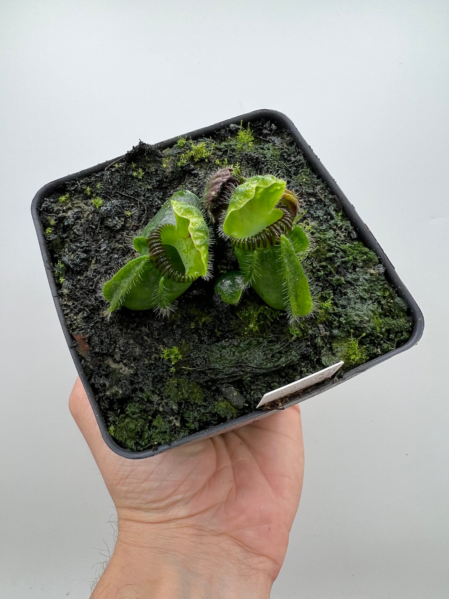 Cephalotus follicularis “Vigorous Clumping” - Stephen Morley