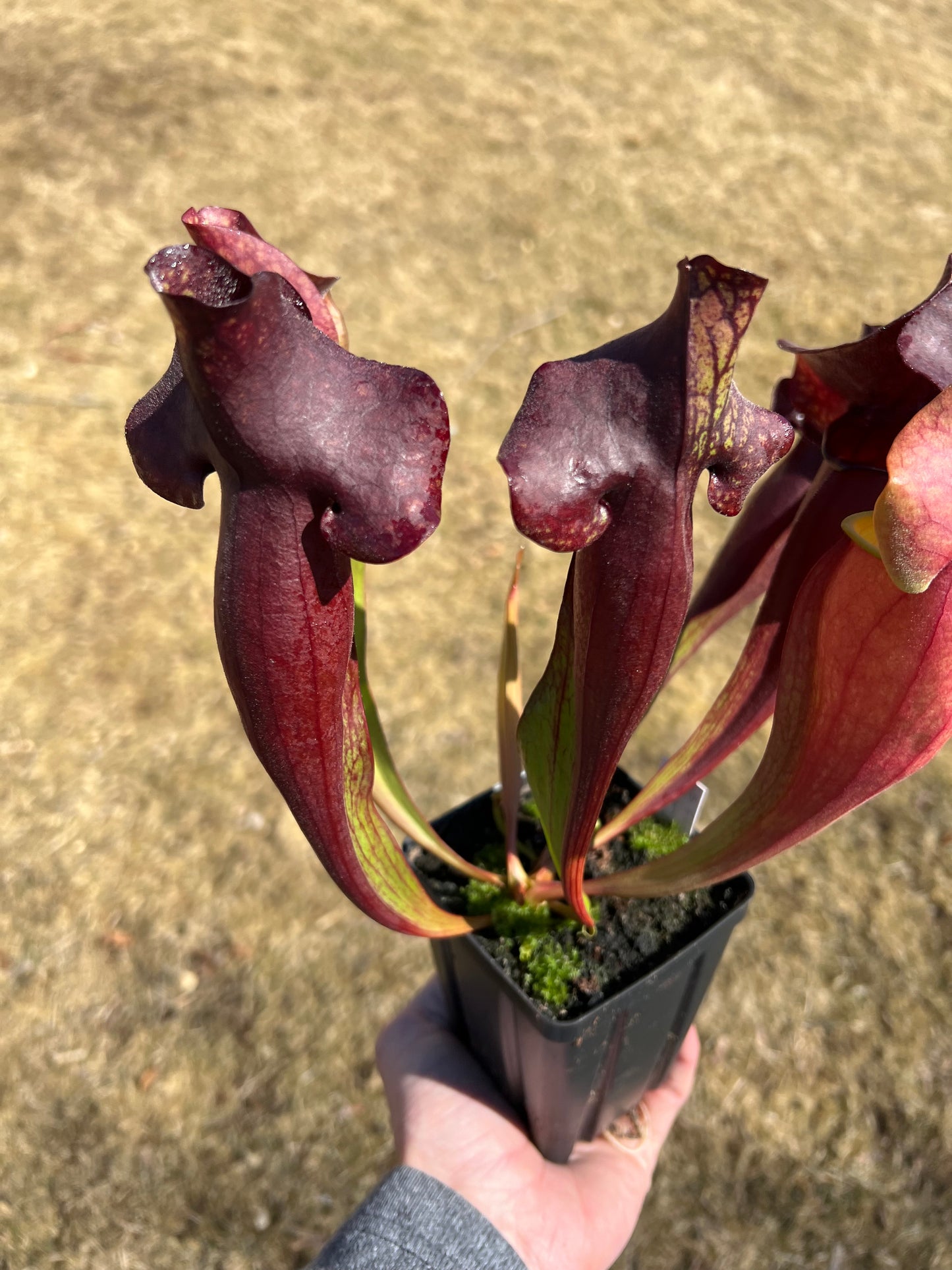 Sarracenia x catesbaei - (flava var. rubricorp. x purp. venosa) - Seed Grown #4