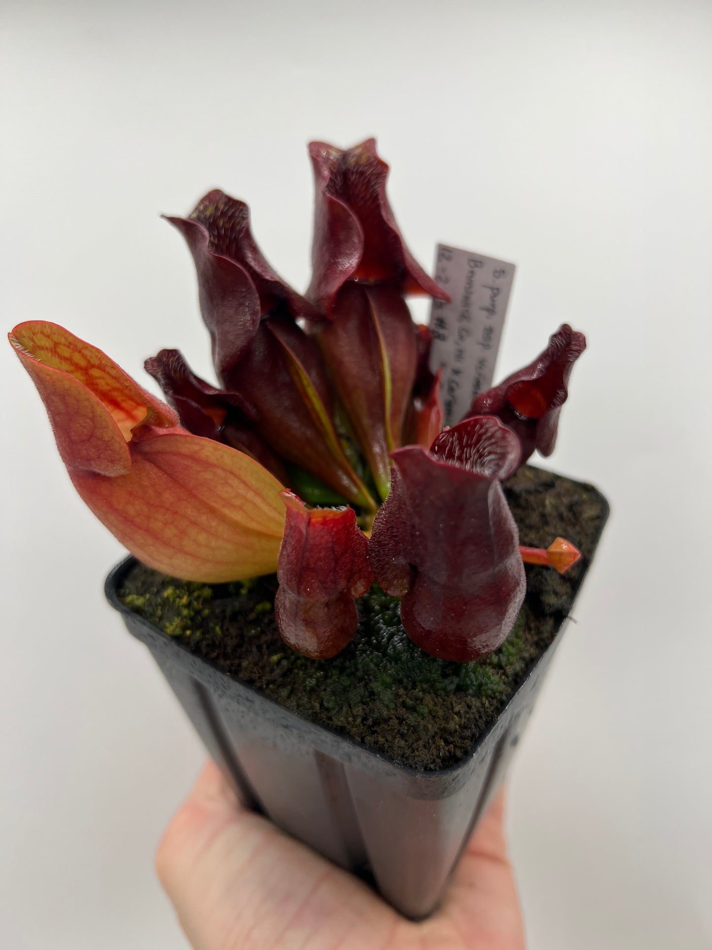 Sarracenia purpurea ssp. venosa (Brunswick Co, NC x Carteret Co, NC) - Seed Grown #3