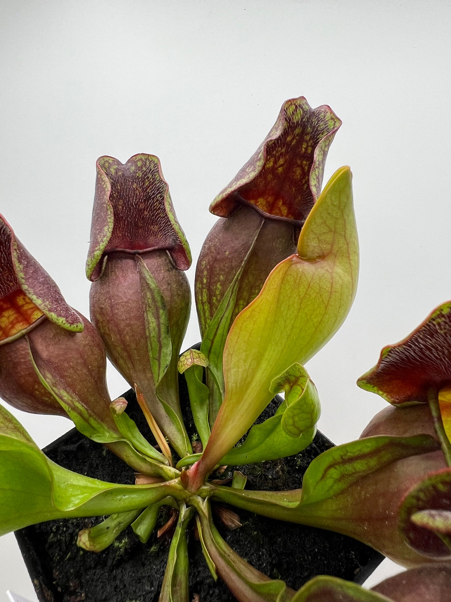 Sarracenia purpurea ssp. purpurea (Centre Co, PA) - Seed Grown #111