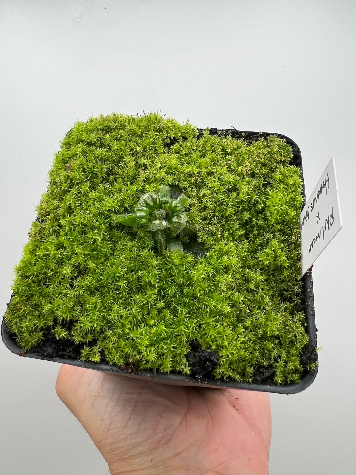 Cephalotus follicularis “Phil Mann” x “Hummers Giant”