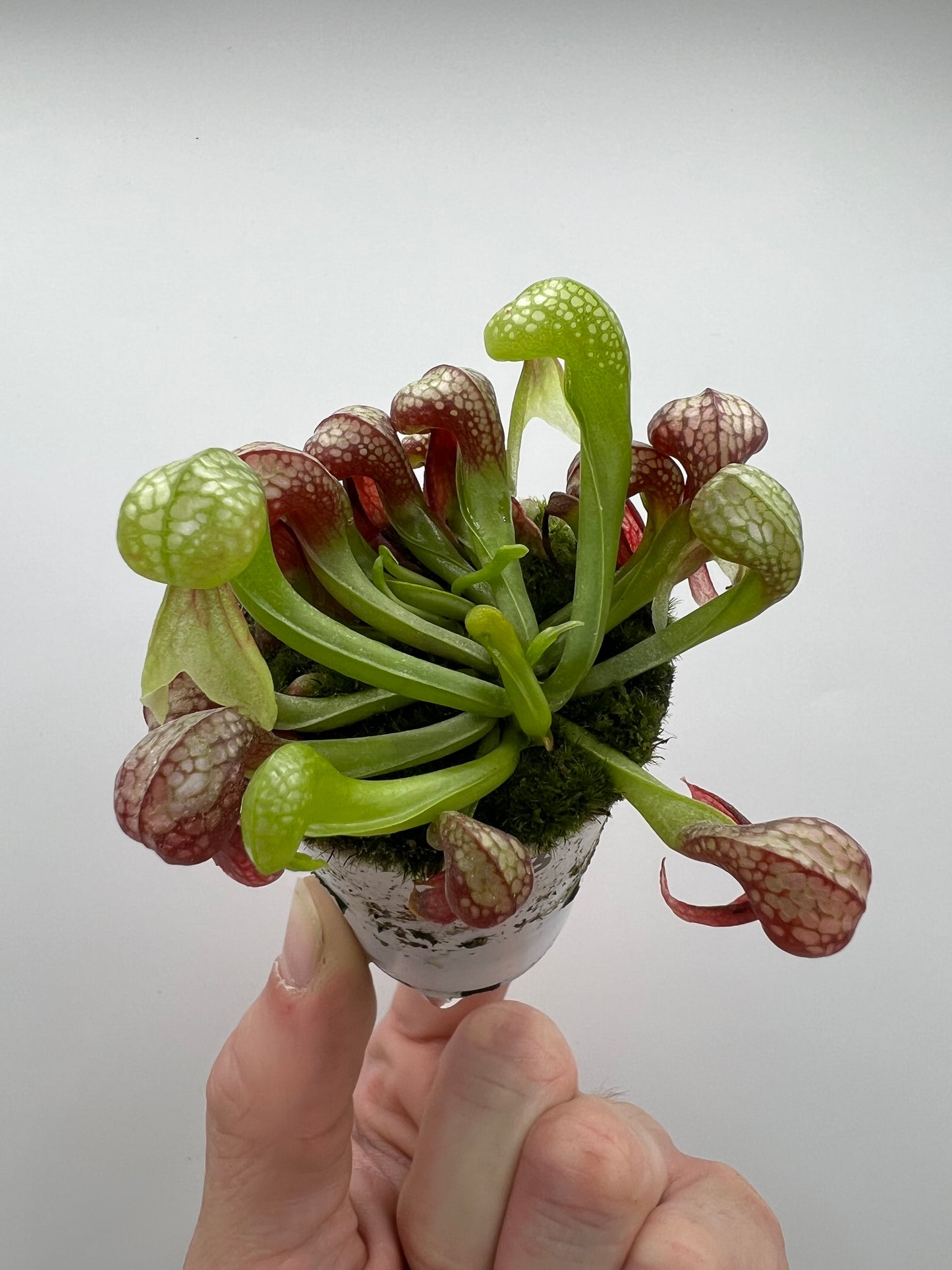 Darlingtonia californica (Cobra Pitcher Plant) - Seed Grown #163