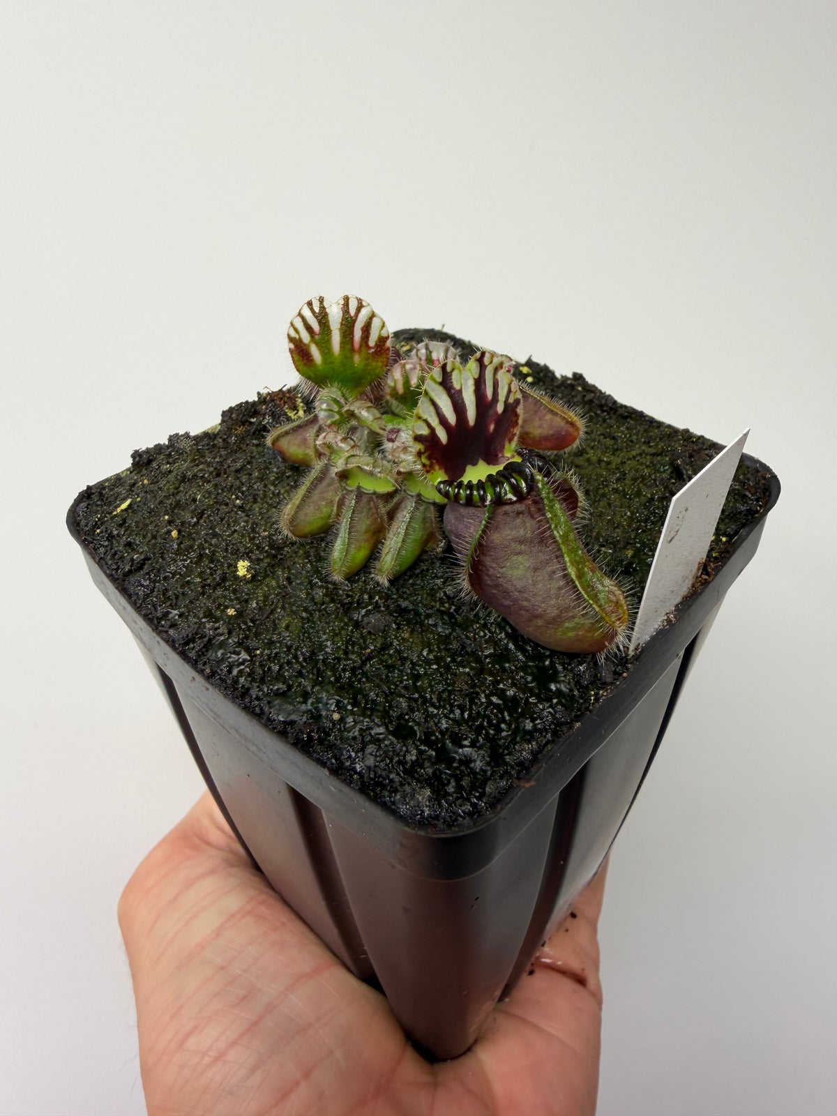 Cephalotus follicularis “UC Davis” #1