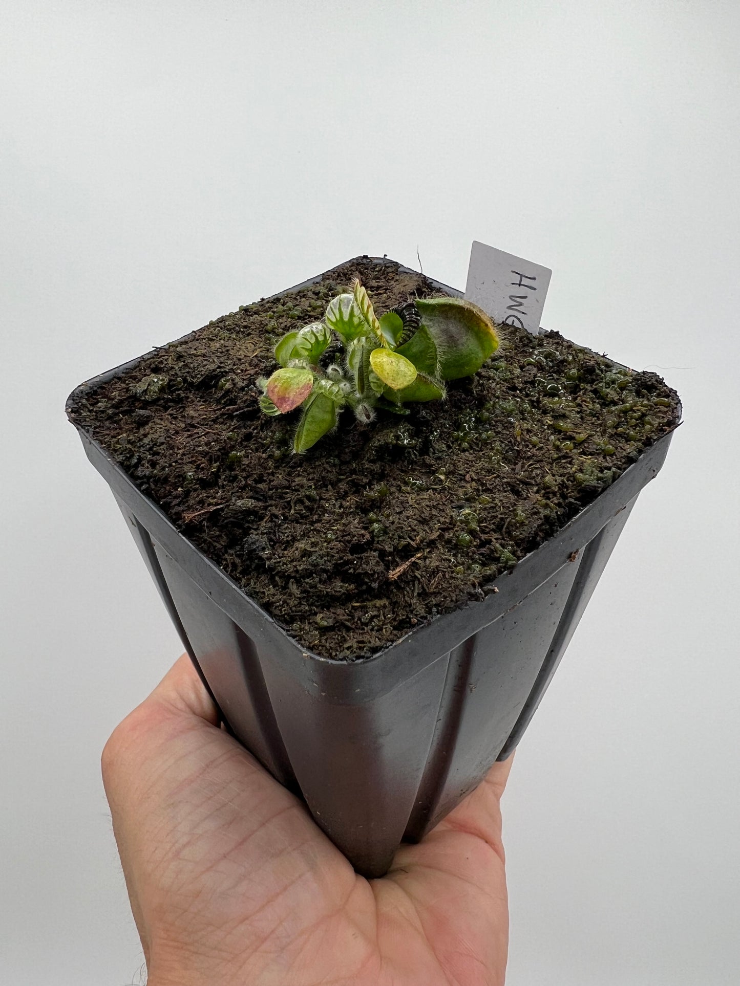 Cephalotus follicularis “Harald Weiner Giant” (aka True Giant)