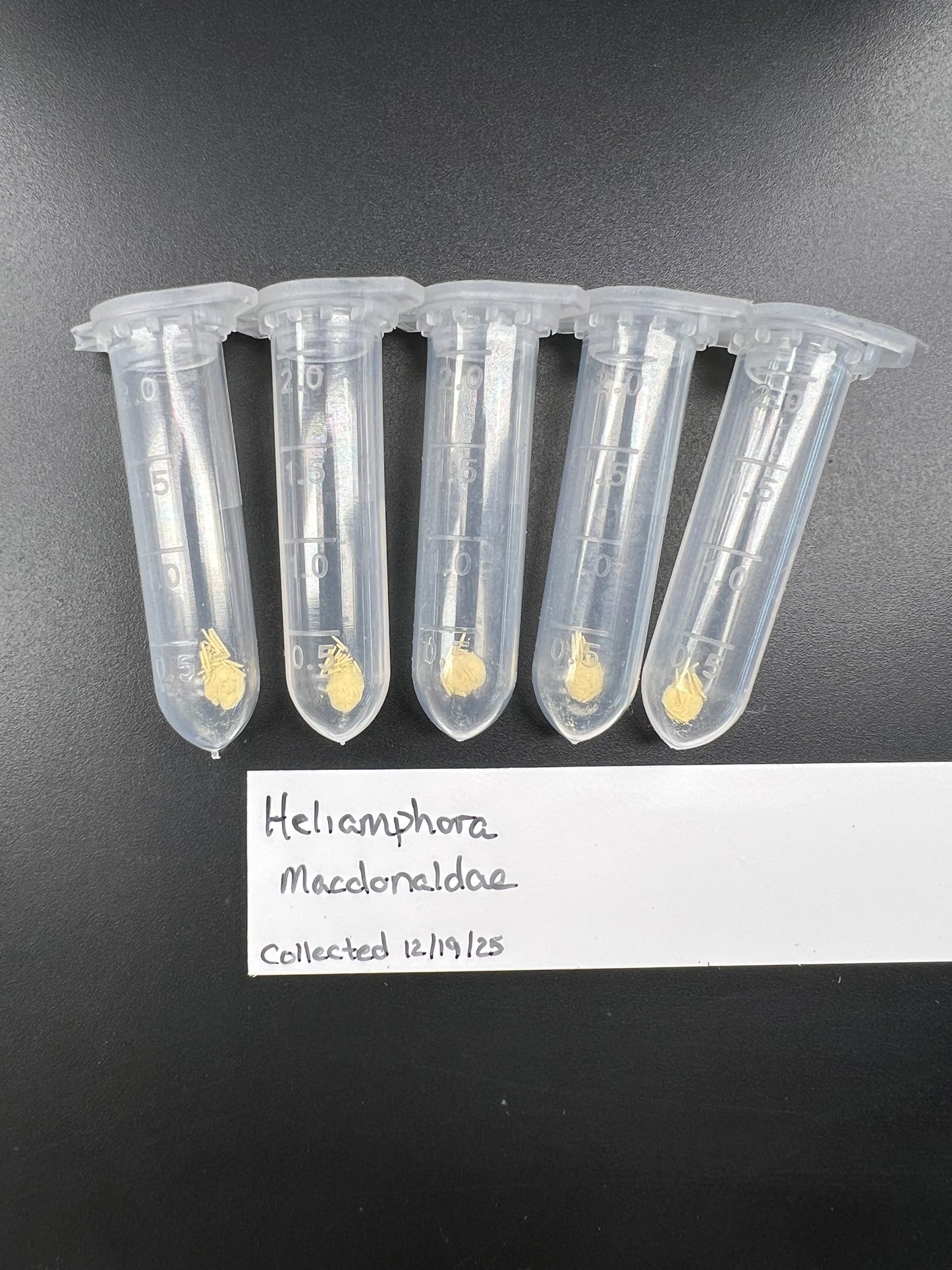 Pollen - Heliamphora macdonaldae - *Rare*