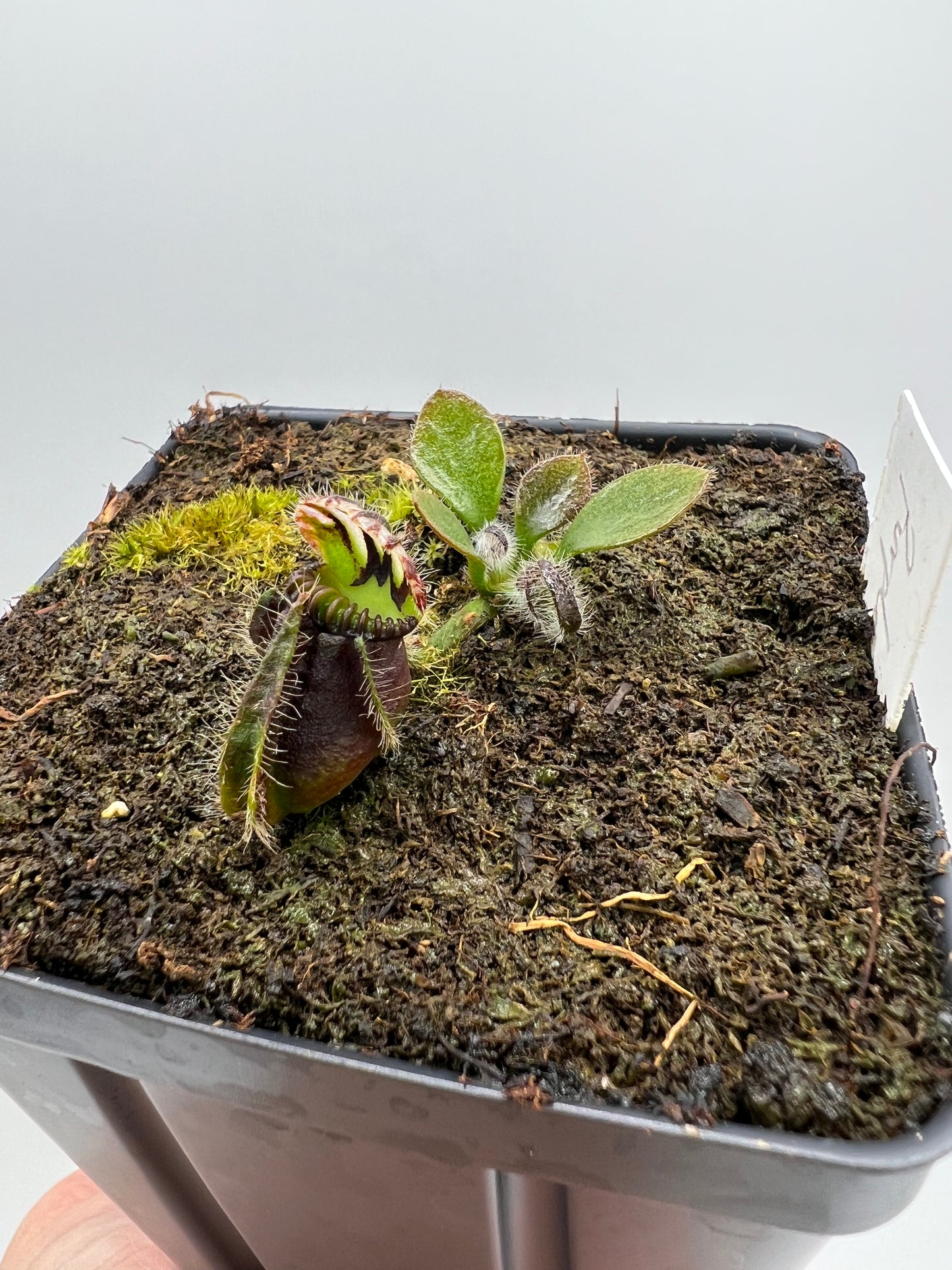 Cephalotus follicularis “Purple/Black” - Eric Smooth