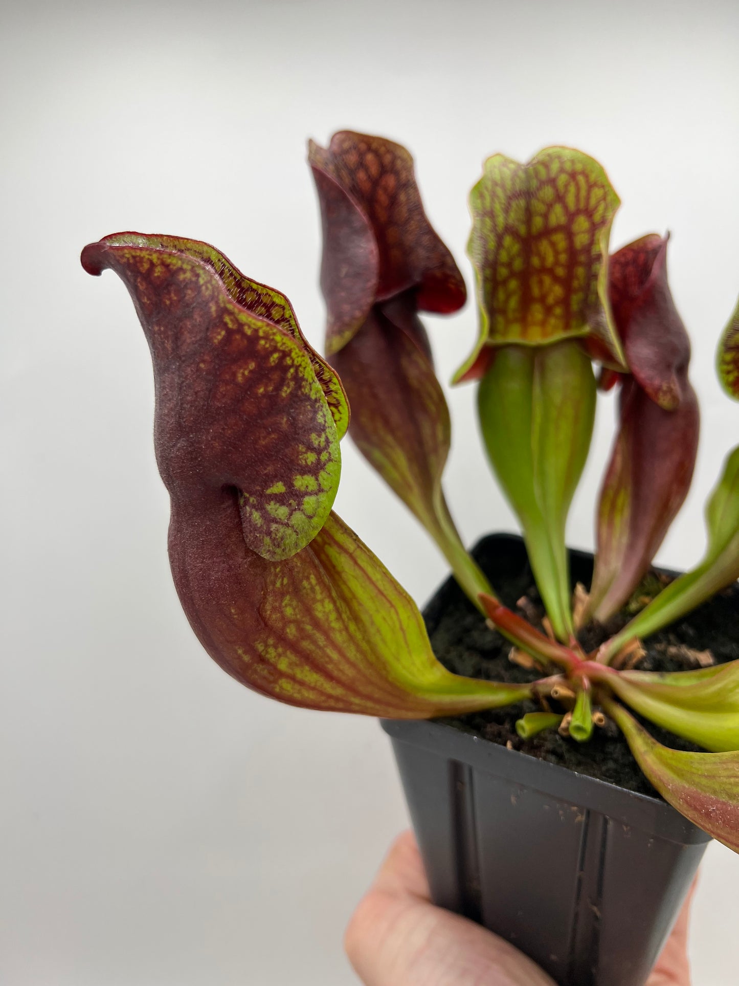Sarracenia purpurea ssp. purpurea (Centre Co, PA) - Seed Grown #93
