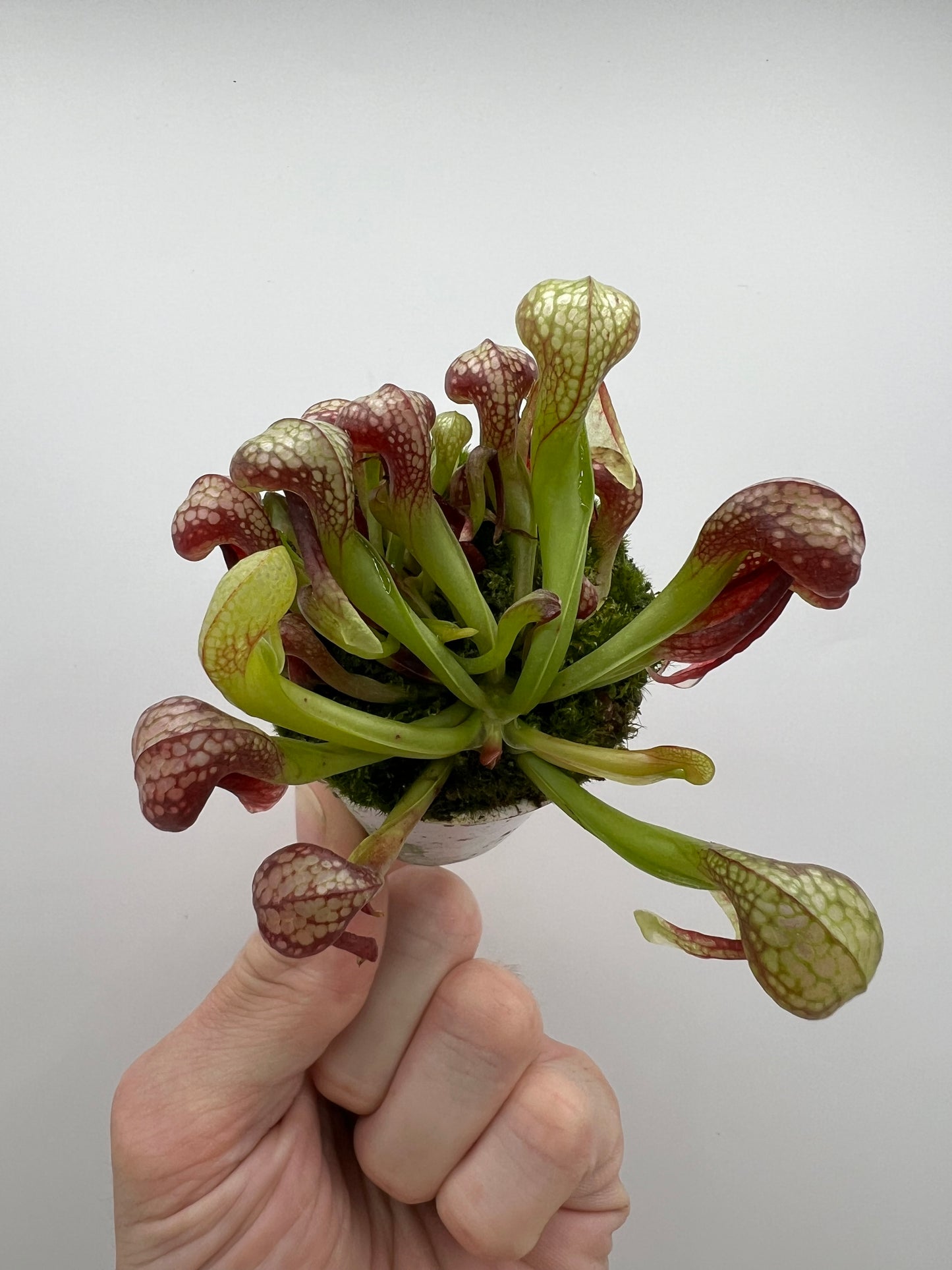 Darlingtonia californica (Cobra Pitcher Plant) - Seed Grown #160