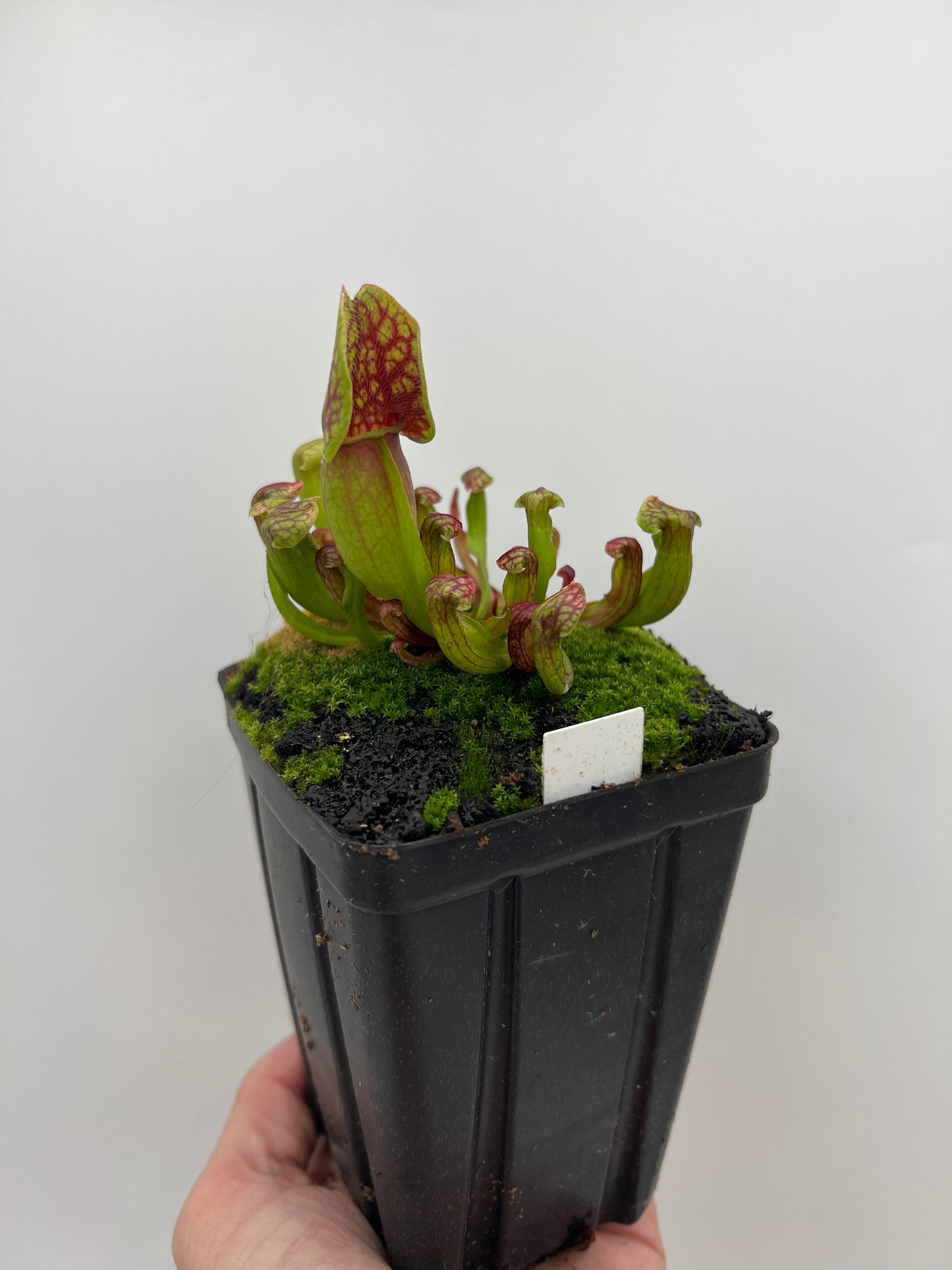 Sarracenia purpurea ssp. purpurea (Centre Co, PA) - Seed Grown