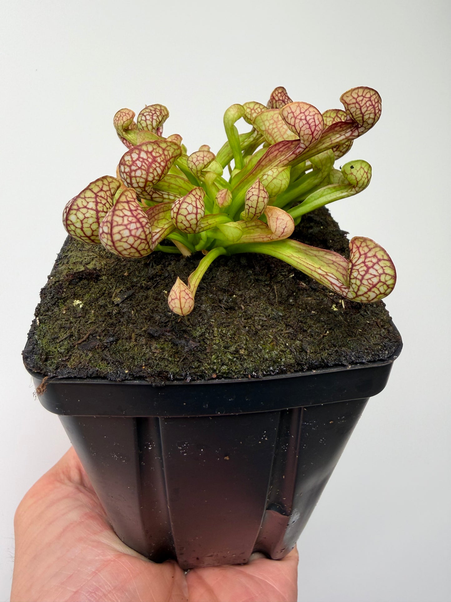 Sarracenia psittacina - “Turkey Hen Creek” - Seed Grown (4)