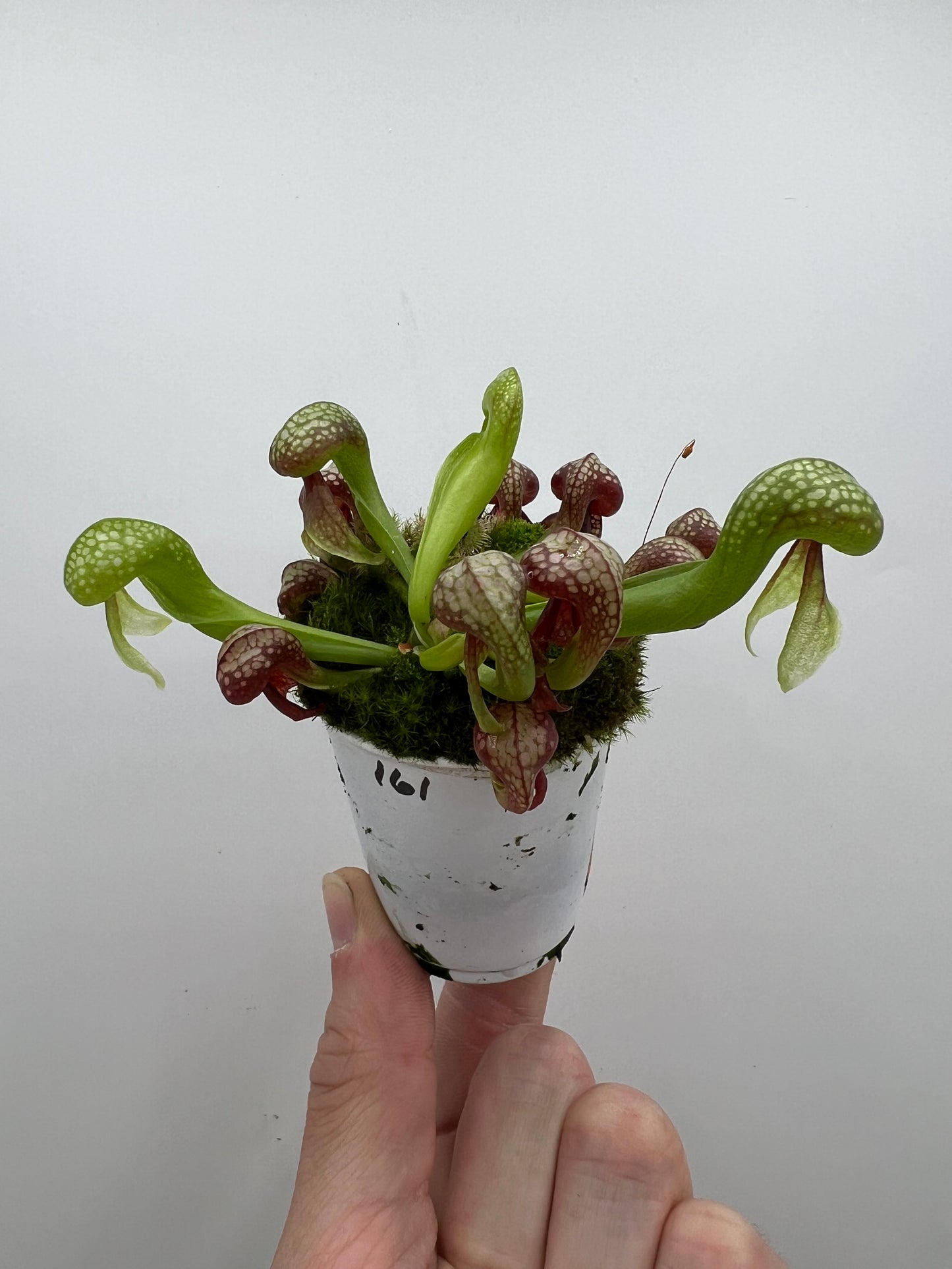 Darlingtonia californica (Cobra Pitcher Plant) - Seed Grown #161