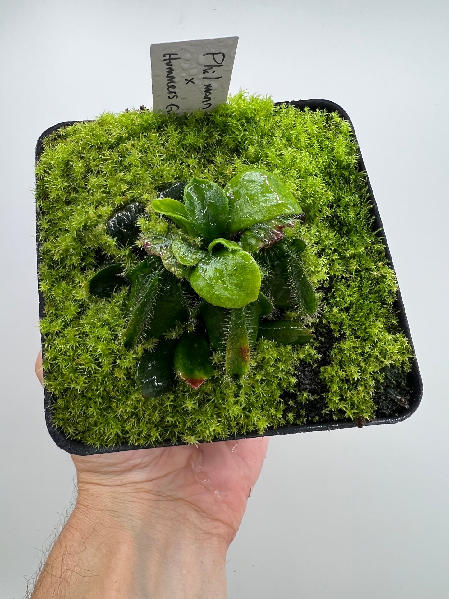 Cephalotus follicularis “Phil Mann” x “Hummers Giant”