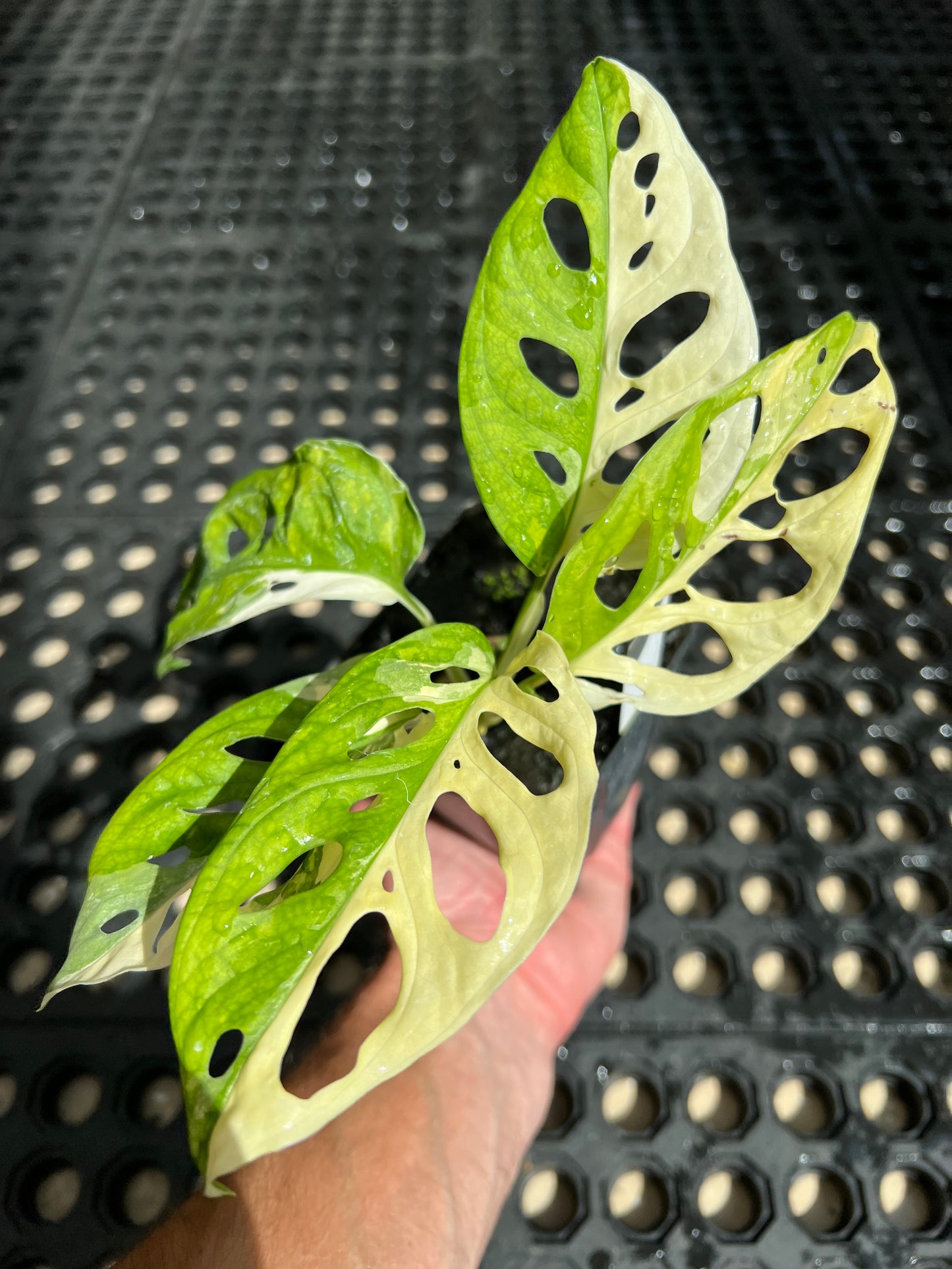 Monstera adansonii “Tricolor” LC