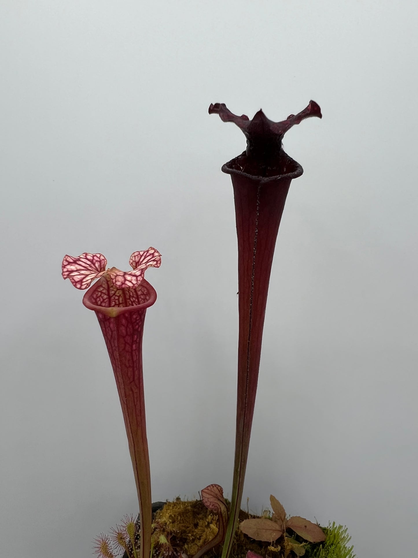 Sarracenia ‘Purple Lips’ x flava var. rubricorpora (Liberty Co, FL) - Seed Grown