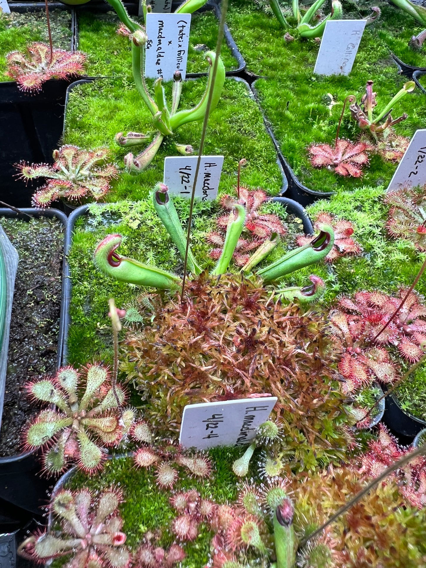 Heliamphora macdonaldae - Seed Grown #1
