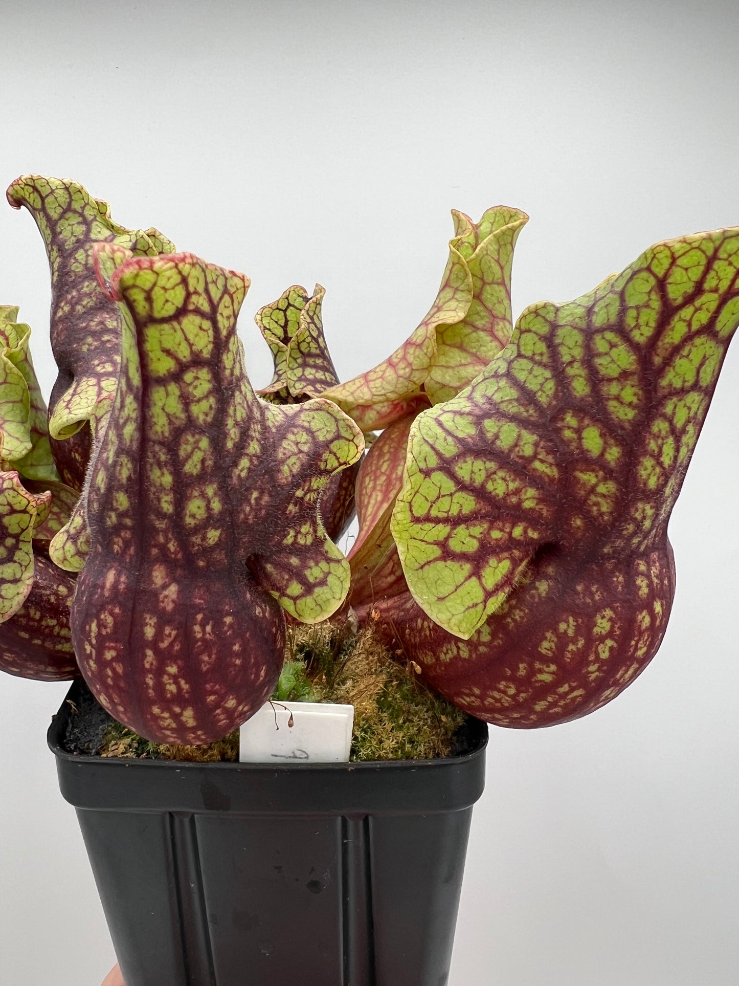 Sarracenia purpurea ssp. venosa “Little Carnivores” - Seed Grown #27