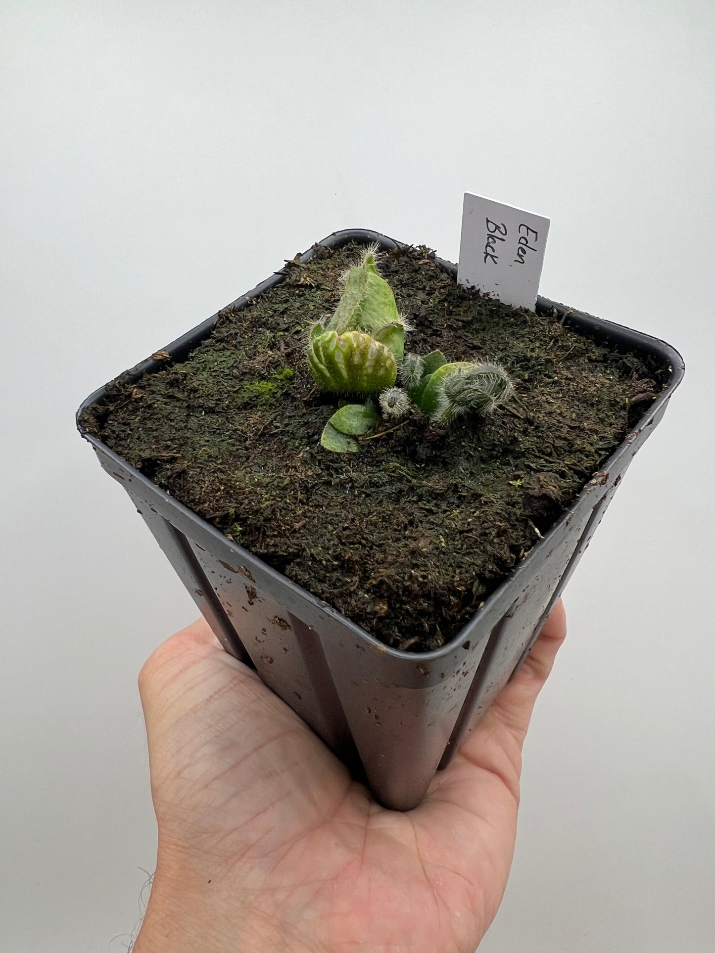 Cephalotus follicularis ‘Eden Black’ - *Rare*