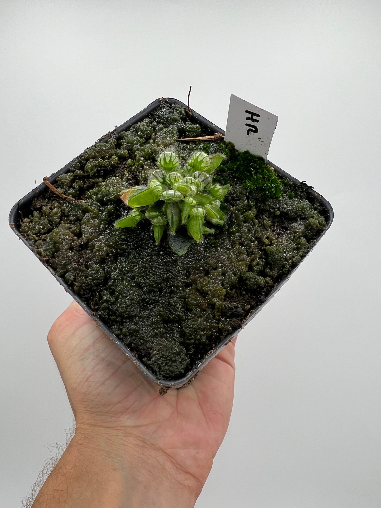 Cephalotus follicularis “Hampshire Red”