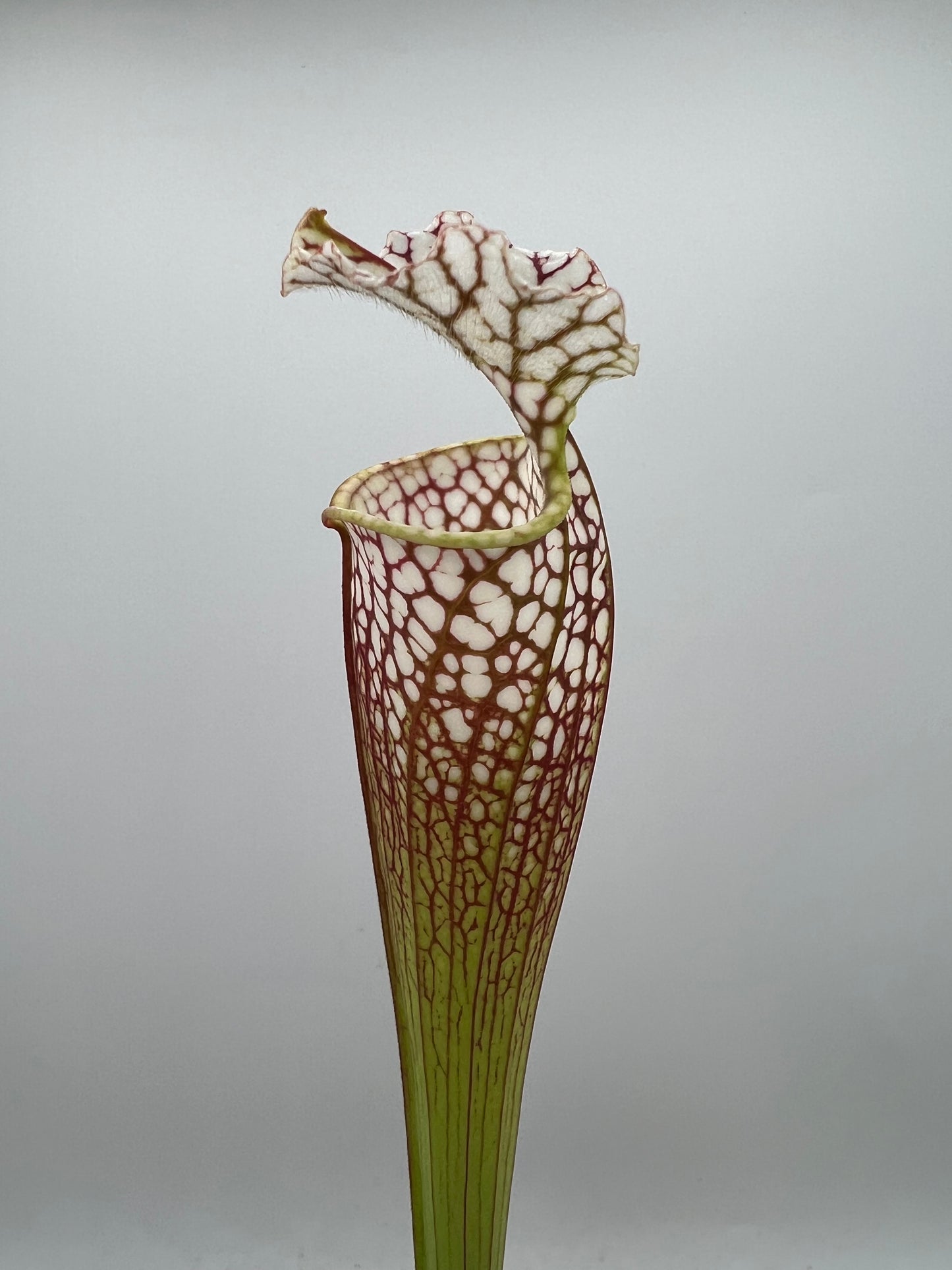 Sarracenia “Hawaiian Ice” x ‘Dragon Queen’ - Seed Grown #7