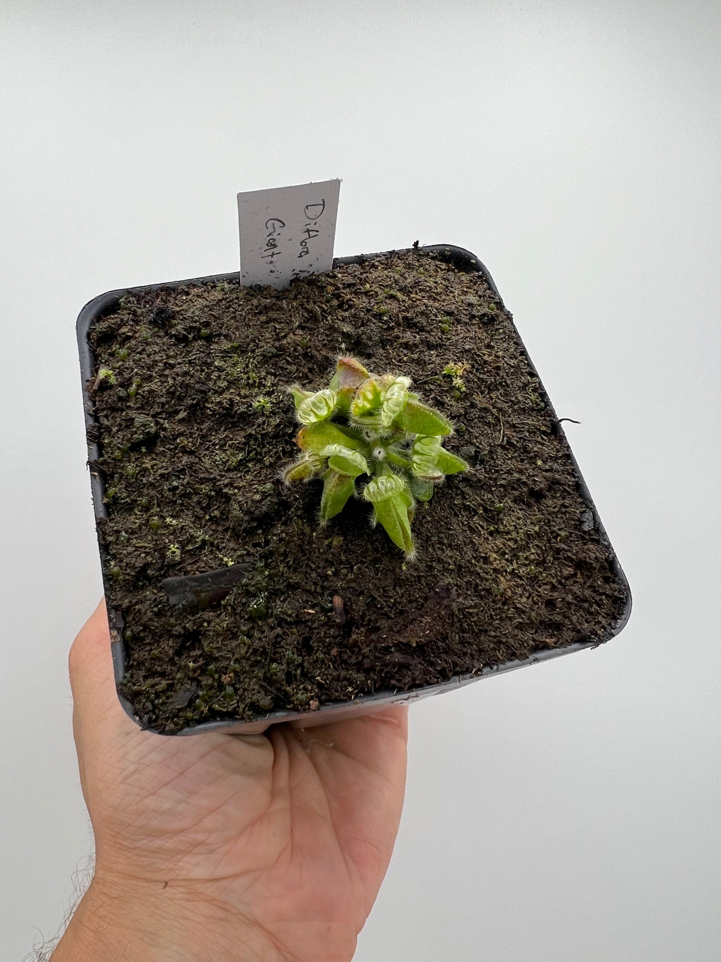 Cephalotus follicularis “Diflora giant”