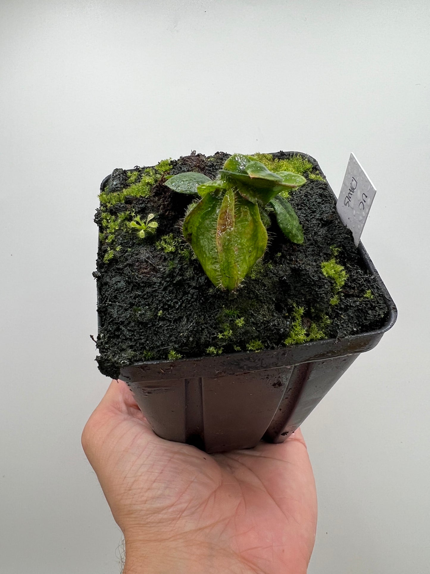 Cephalotus follicularis “UC Davis”
