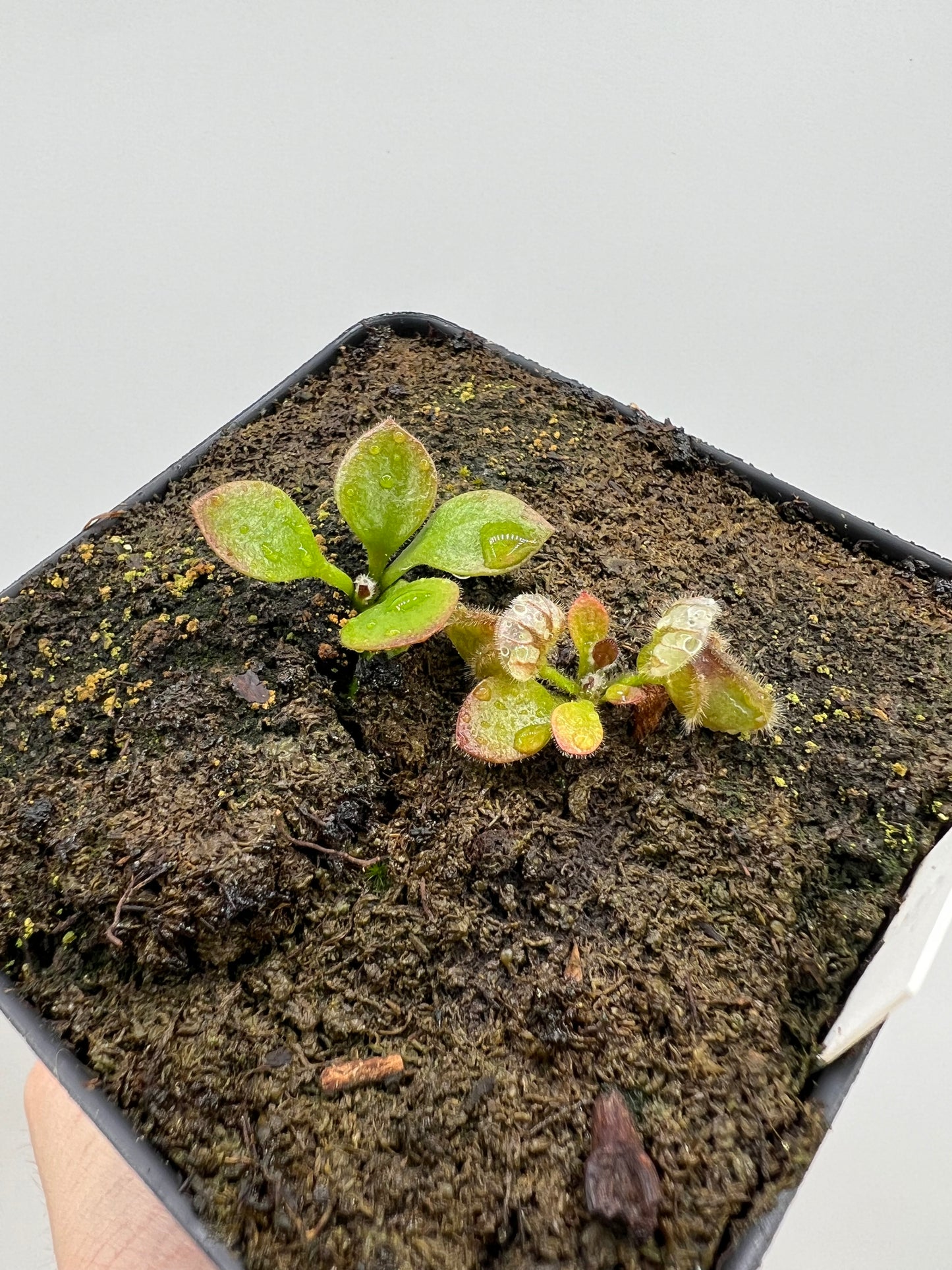 Cephalotus follicularis “Czech Giant”