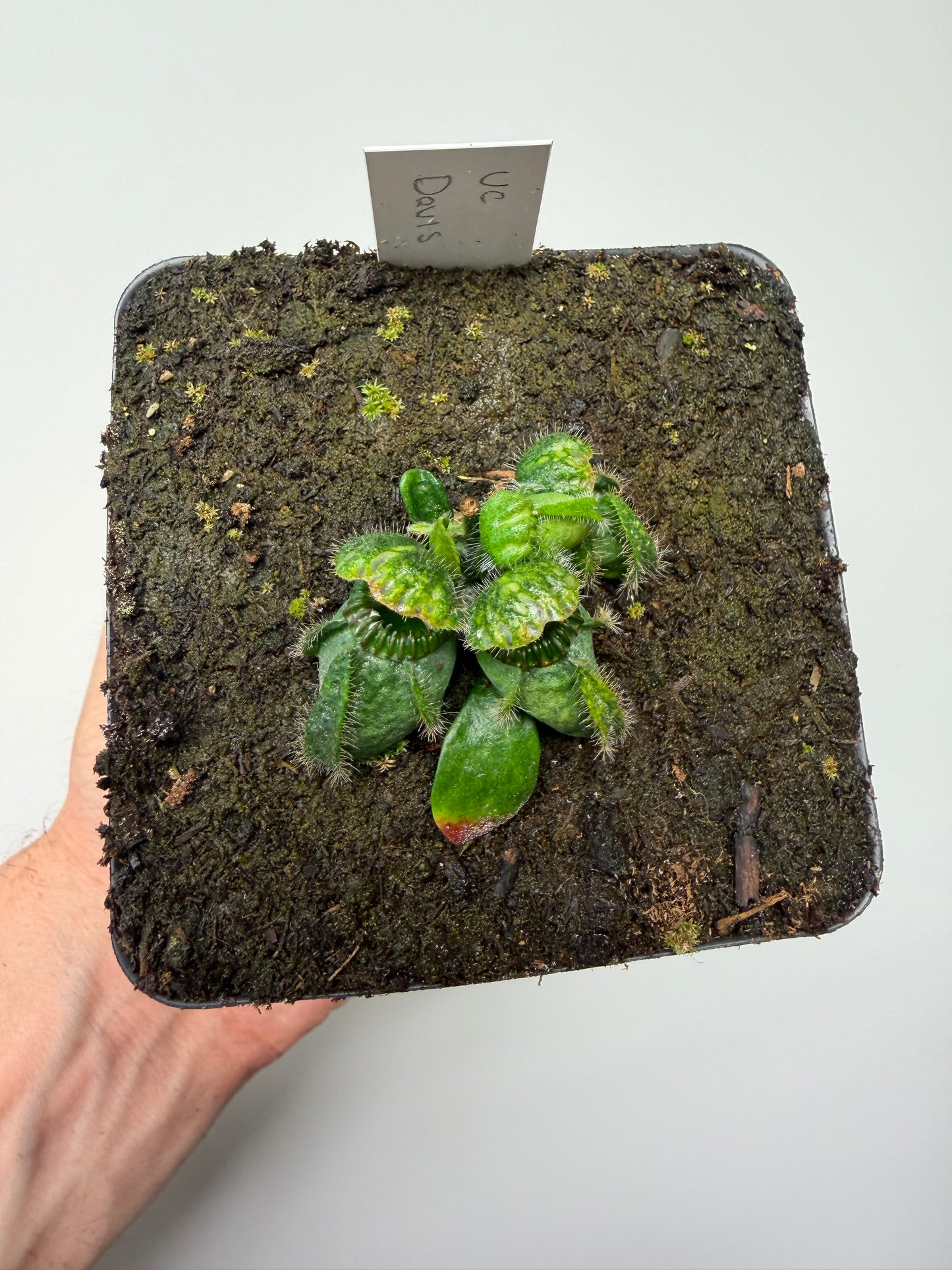 Cephalotus follicularis “UC Davis”