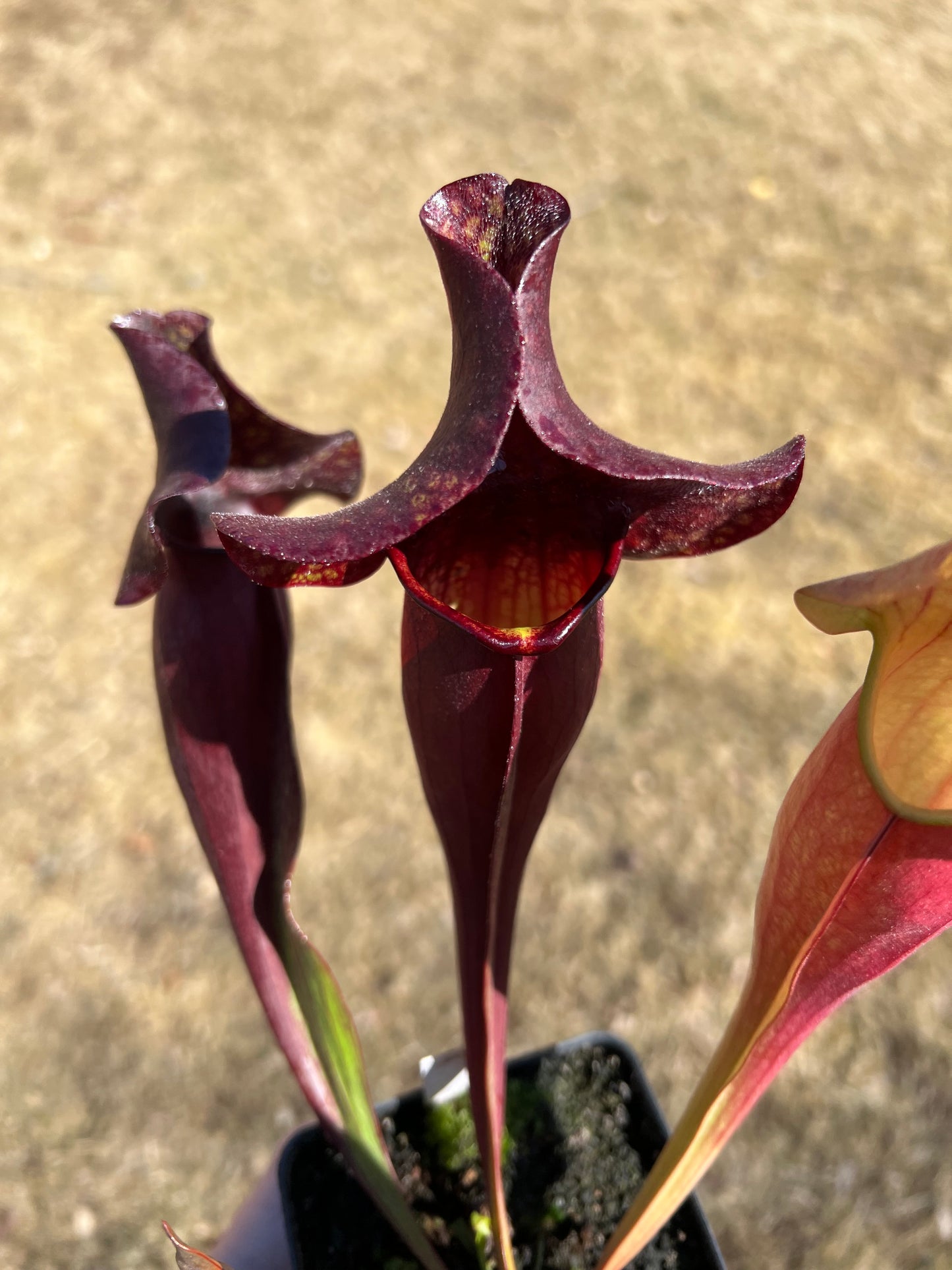 Sarracenia x catesbaei - (flava var. rubricorp. x purp. venosa) - Seed Grown #4