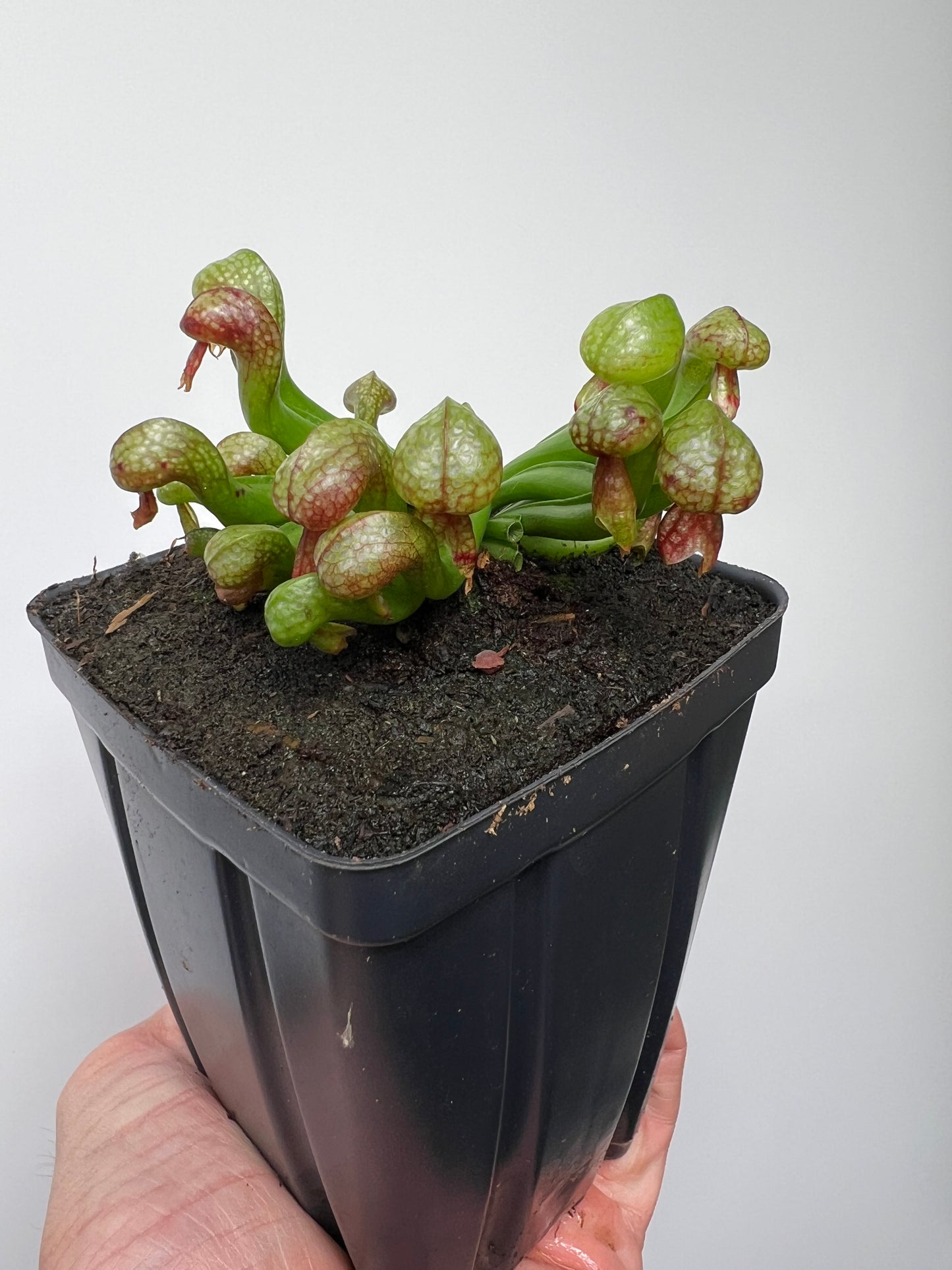 Darlingtonia californica (Cobra Pitcher Plant) - Seed Grown #211
