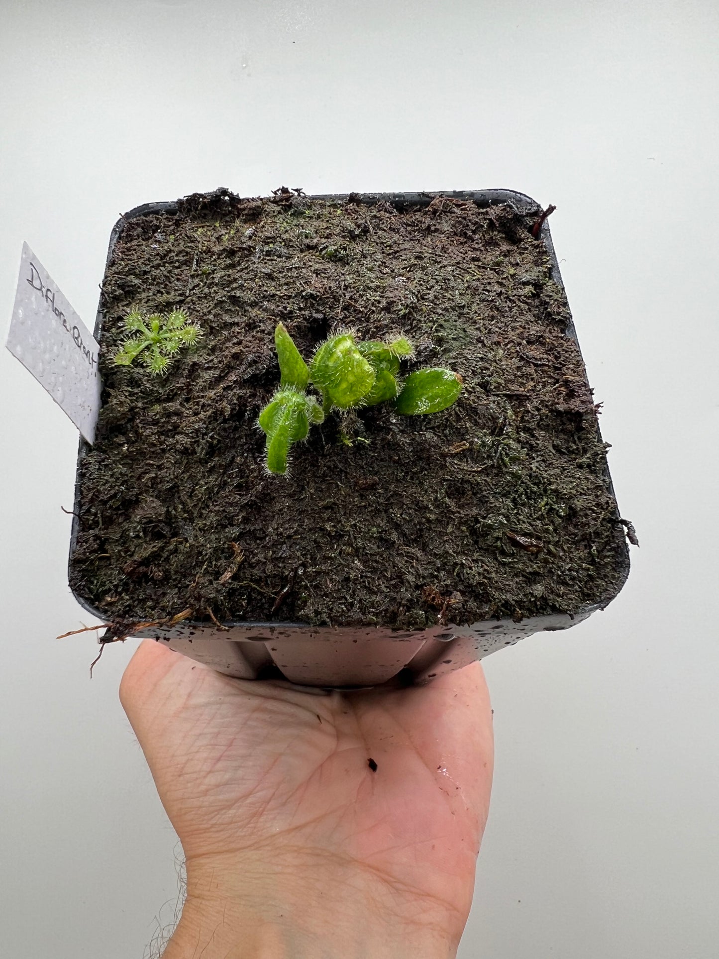 Cephalotus follicularis “Diflora giant”