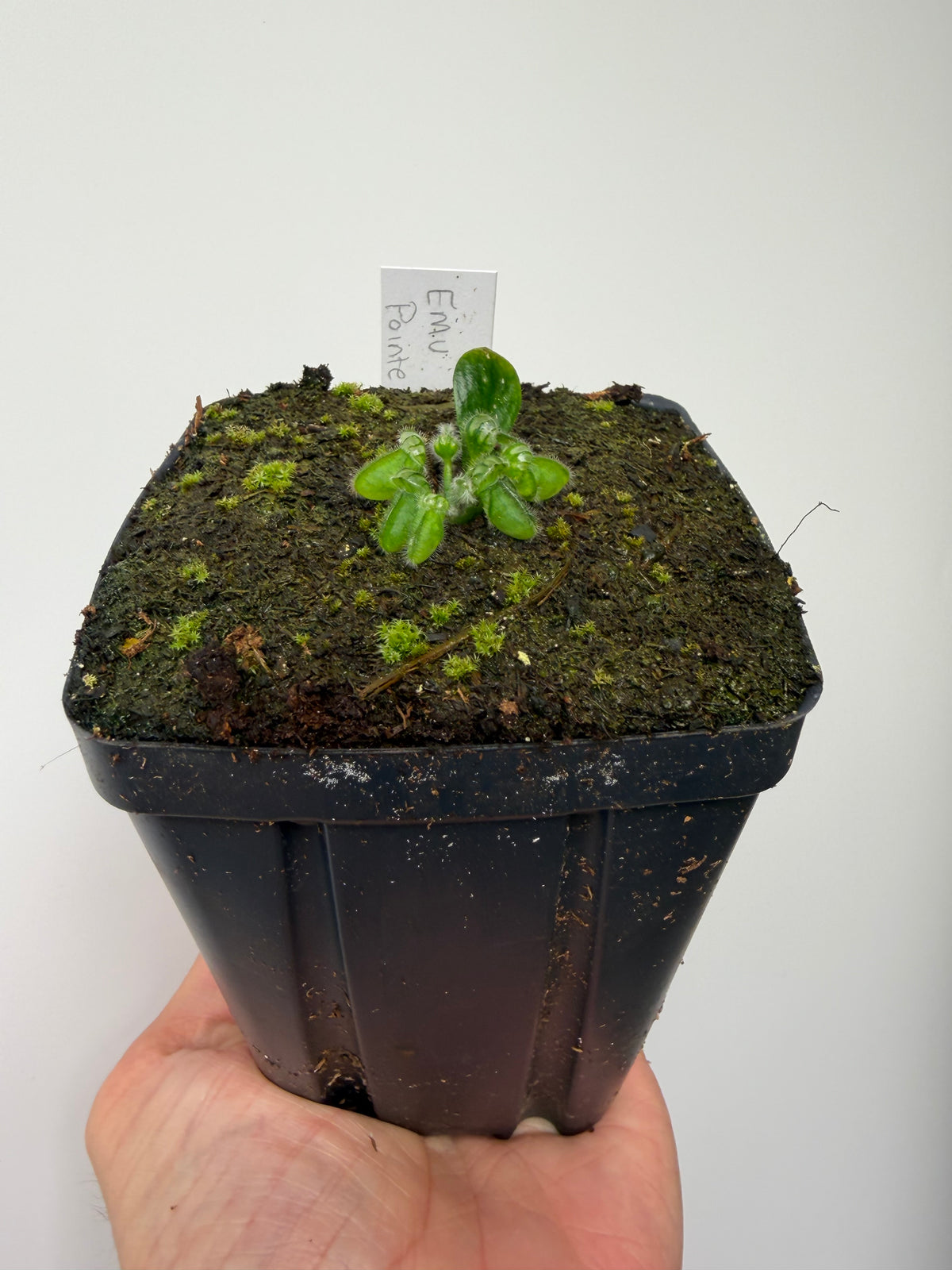 Cephalotus follicularis “Emu Pointe”