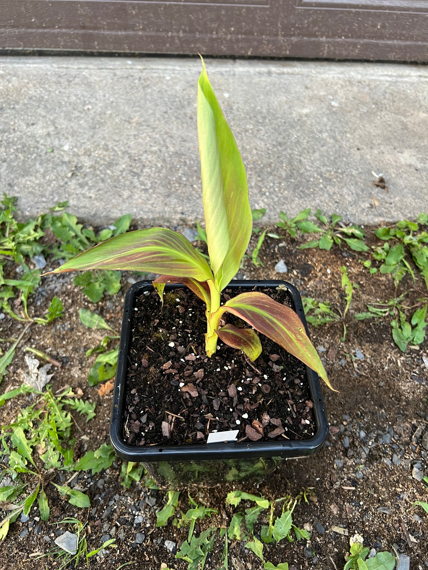 Musa ‘Siam Ruby’